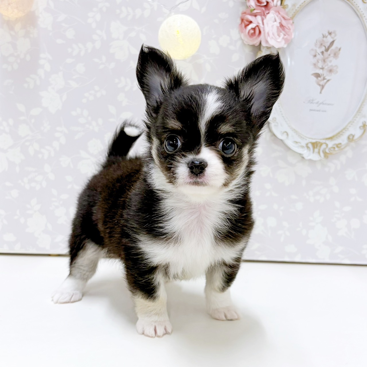 富山県のチワワ(ロング) (犬の家＆猫の里アミーゴ高岡蓮花寺店/2026年7月20日生まれ/女の子/ブラックタンホワイト)の子犬の4枚目の画像