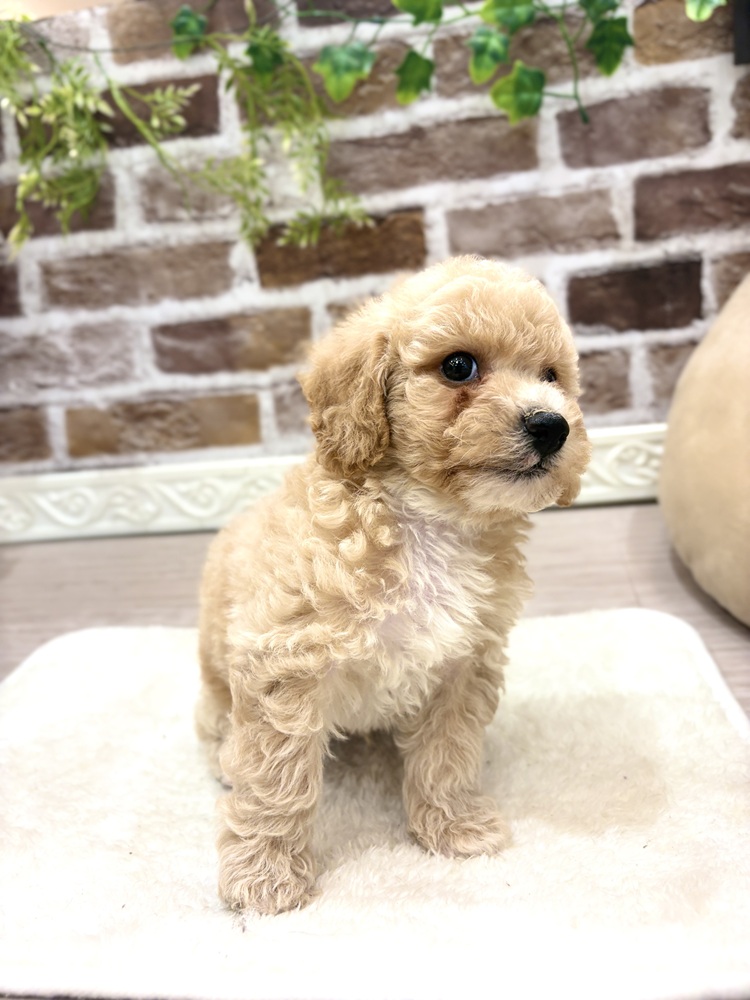 三重県のビションプー(ビションフリーゼ×プードル) (犬の家＆猫の里三重桑名店/2026年7月19日生まれ/男の子/クリーム)の子犬の4枚目の画像