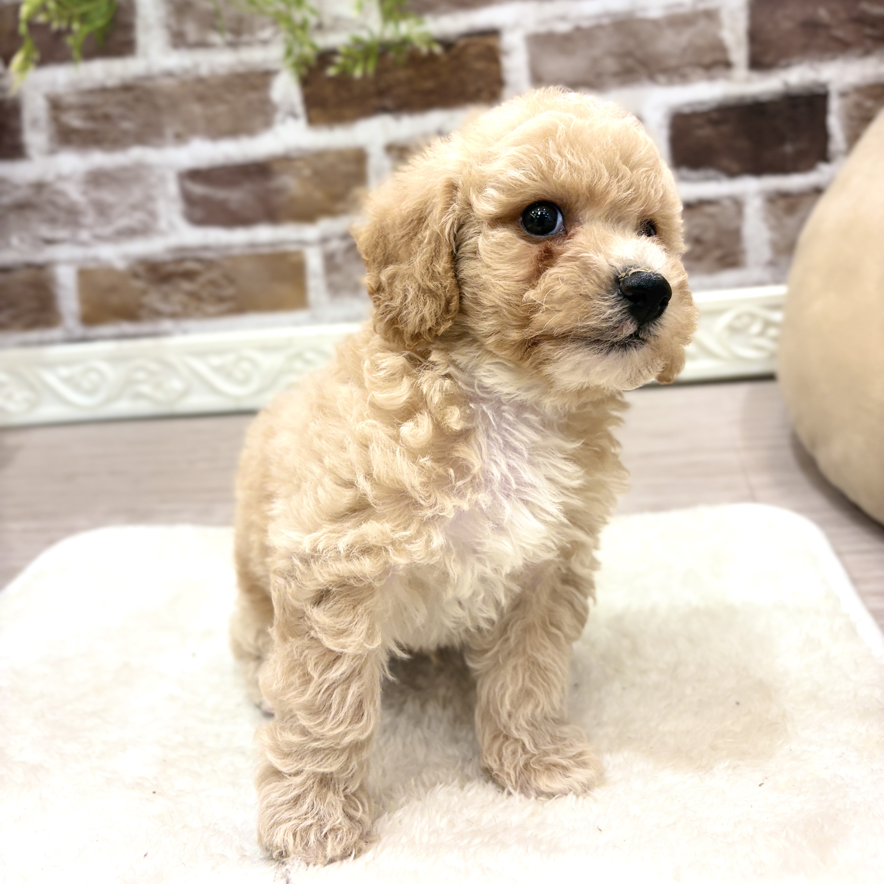 三重県のビションプー(ビションフリーゼ×プードル) (犬の家＆猫の里三重桑名店/2026年7月19日生まれ/男の子/クリーム)の子犬の4枚目の画像