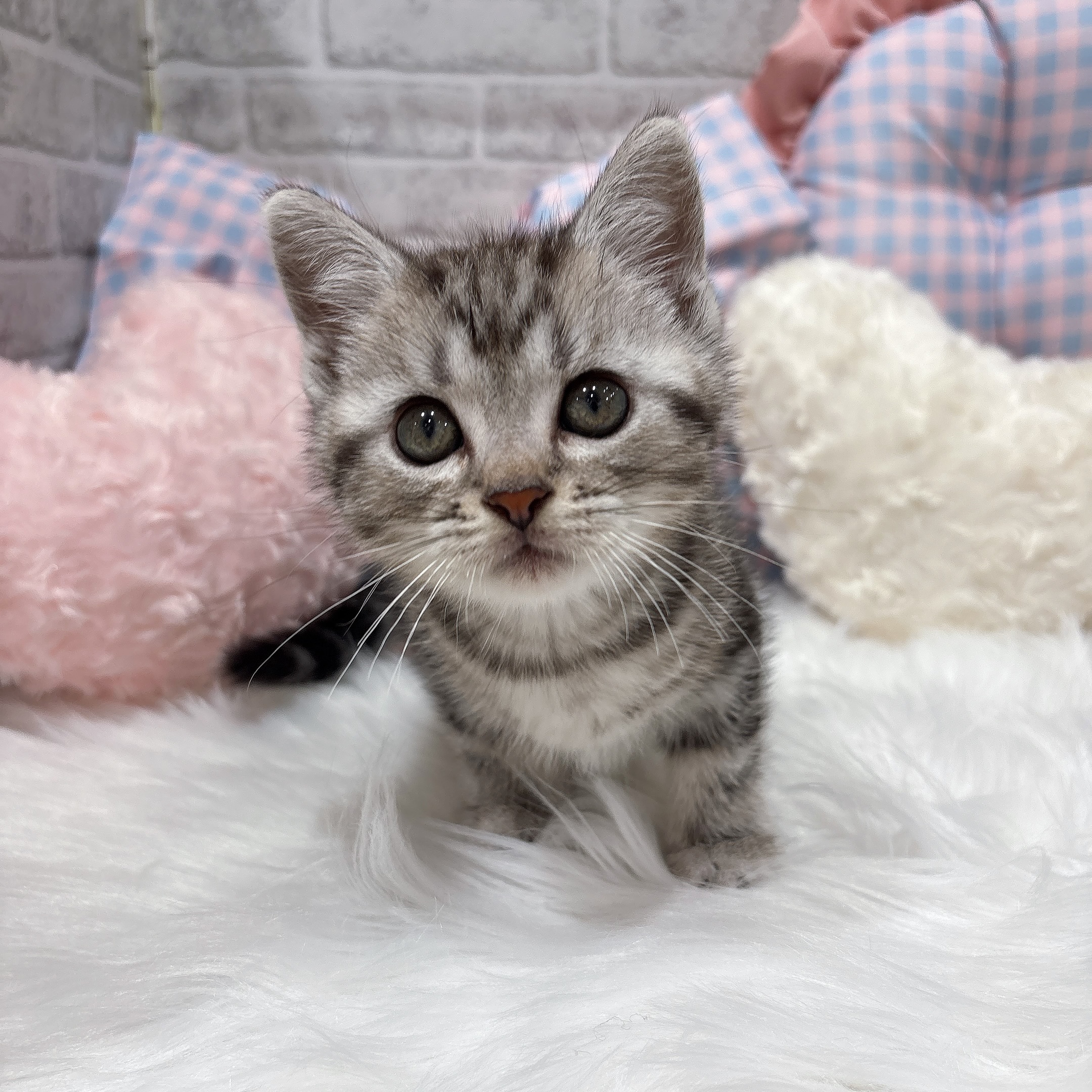 神奈川県のアメリカンショートヘアー (犬の家＆猫の里元住吉ブレーメン通り店/2026年7月20日生まれ/男の子/シルバータビー)の子猫の4枚目の画像