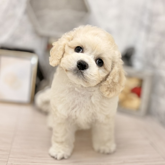 千葉県のハーフ犬・ミックス犬 (犬の家＆猫の里ワンズモール稲毛店/2026年7月20日生まれ/男の子/アプリコット)の子犬の4枚目の画像