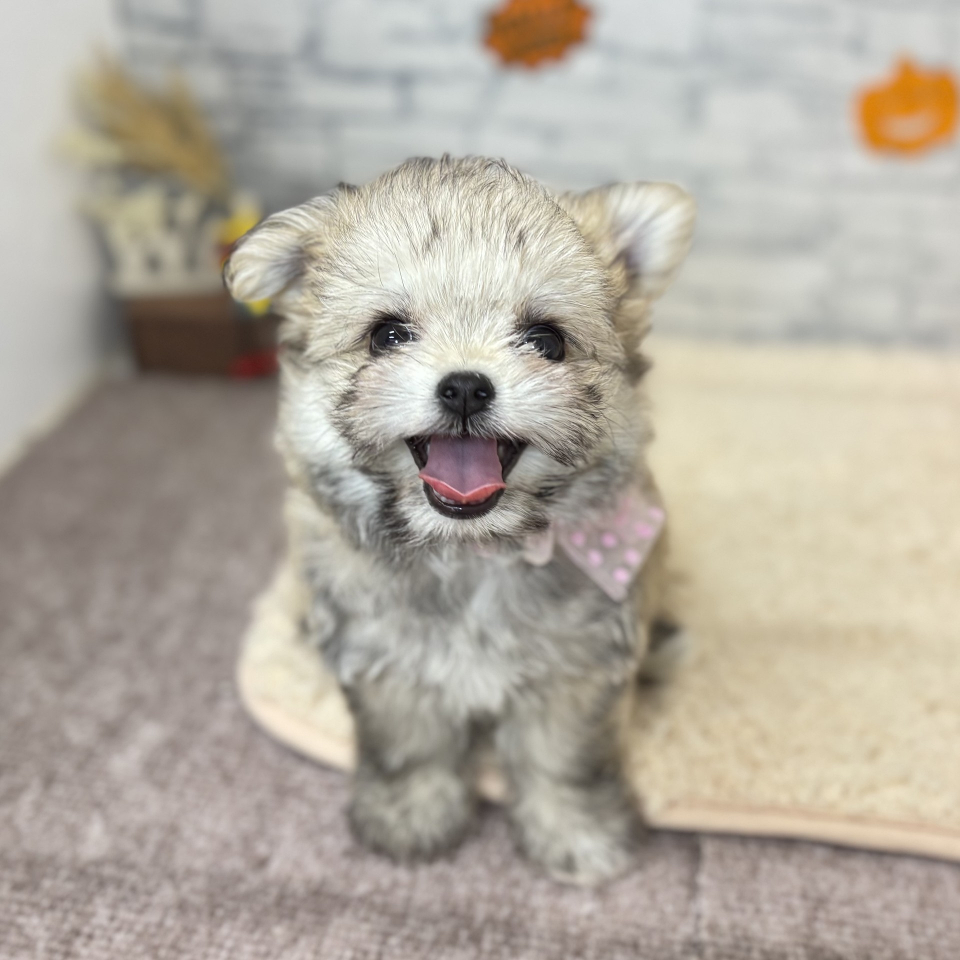 長野県のチワマル/マルチワ(チワワ×マルチーズ) (犬の家＆猫の里長野店/2026年7月14日生まれ/女の子/フォーン)の子犬の1枚目の画像