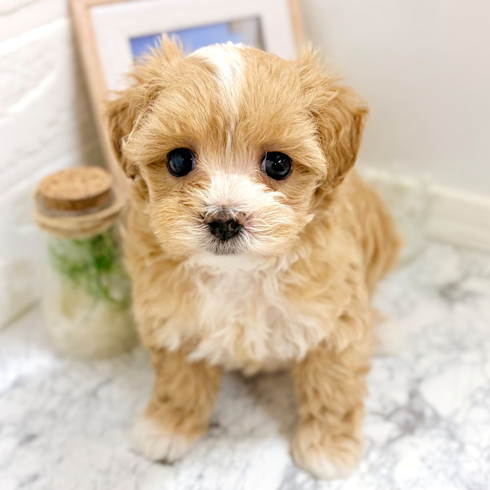 ハーフ犬女の子の写真