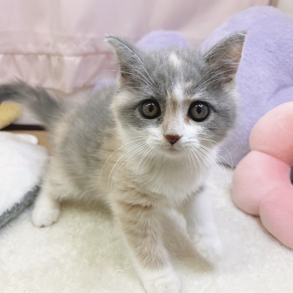 静岡県のブリティッシュショートヘアー (犬の家＆猫の里マークイズ静岡店/2026年7月19日生まれ/女の子/ダイリュートキャリコ)の子猫の4枚目の画像