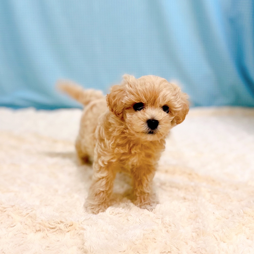 愛知県のマルプー(マルチーズ×プードル) (犬の家＆猫の里一宮店/2026年7月19日生まれ/男の子/アプリコット)の子犬の4枚目の画像