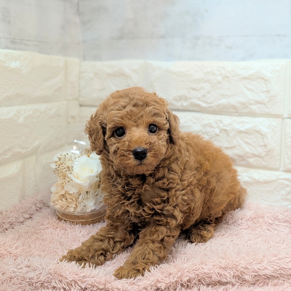 静岡県のトイプードル(トイ) (犬の家＆猫の里プレ葉ウォーク浜北店/2026年7月17日生まれ/男の子/レッド)の子犬の4枚目の画像