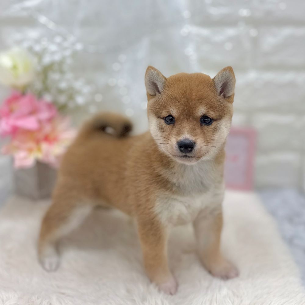 福井県の豆柴 (犬の家＆猫の里アミーゴ福井大和田店/2026年7月20日生まれ/女の子/赤)の子犬の4枚目の画像
