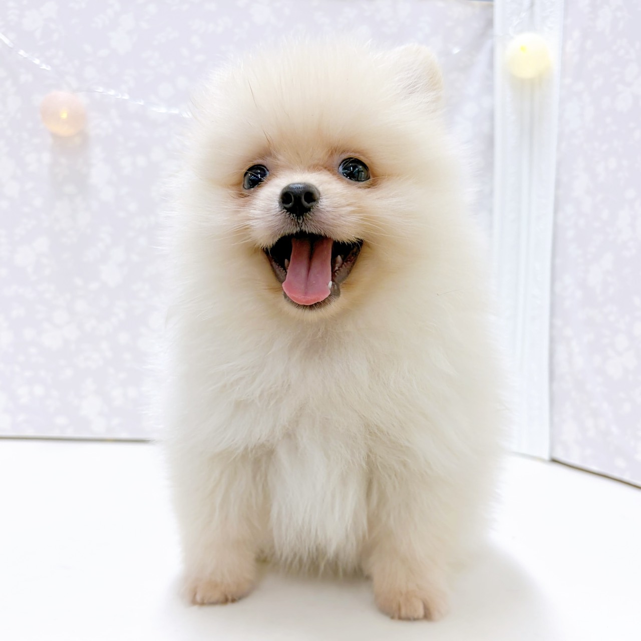 富山県のポメラニアン (犬の家＆猫の里アミーゴ高岡蓮花寺店/2026年7月21日生まれ/男の子/クリーム)の子犬の4枚目の画像