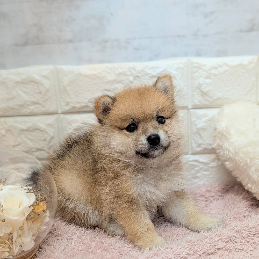 静岡県のポメ柴/豆ポメ/ポメ豆柴(ポメラニアン×柴犬) (犬の家＆猫の里プレ葉ウォーク浜北店/2026年7月20日生まれ/女の子/赤)の子犬の4枚目の画像