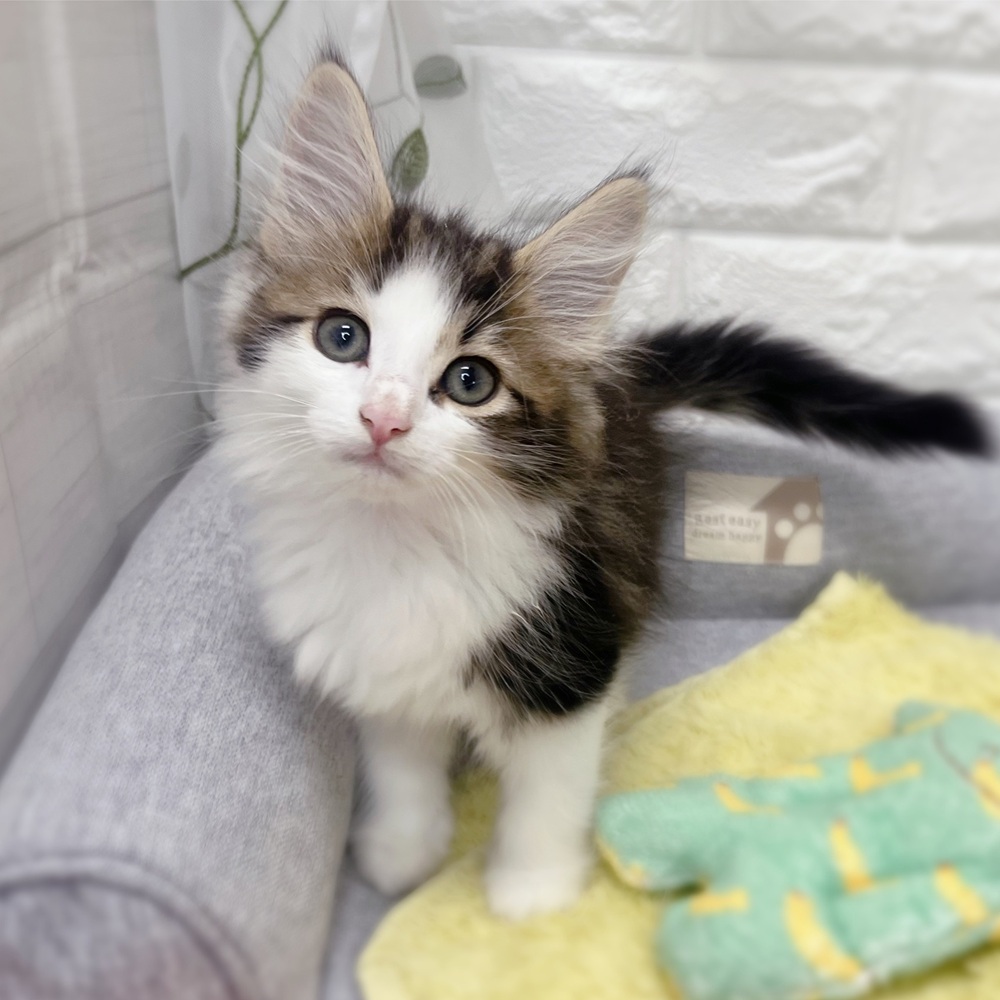 長野県のノルウェージャンフォレストキャット (犬の家＆猫の里塩尻店/2026年7月20日生まれ/女の子/ブラウンタビーホワイト)の子猫の4枚目の画像