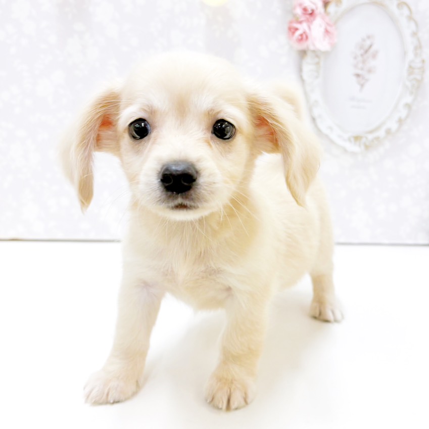 富山県のチワックス(チワワ×ダックス) (犬の家＆猫の里アミーゴ高岡蓮花寺店/2026年7月18日生まれ/男の子/クリーム)の子犬の4枚目の画像