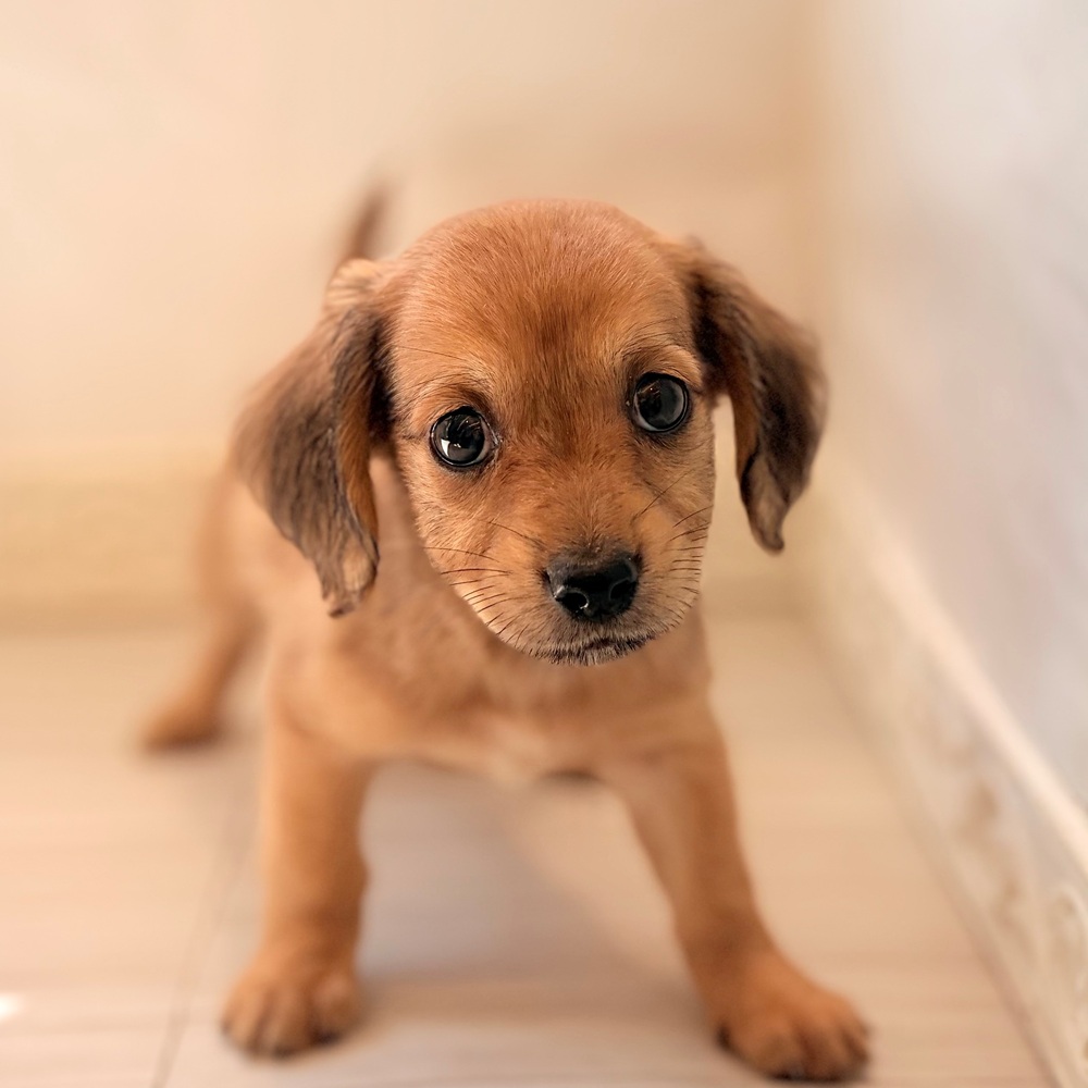 ハーフ犬女の子の写真