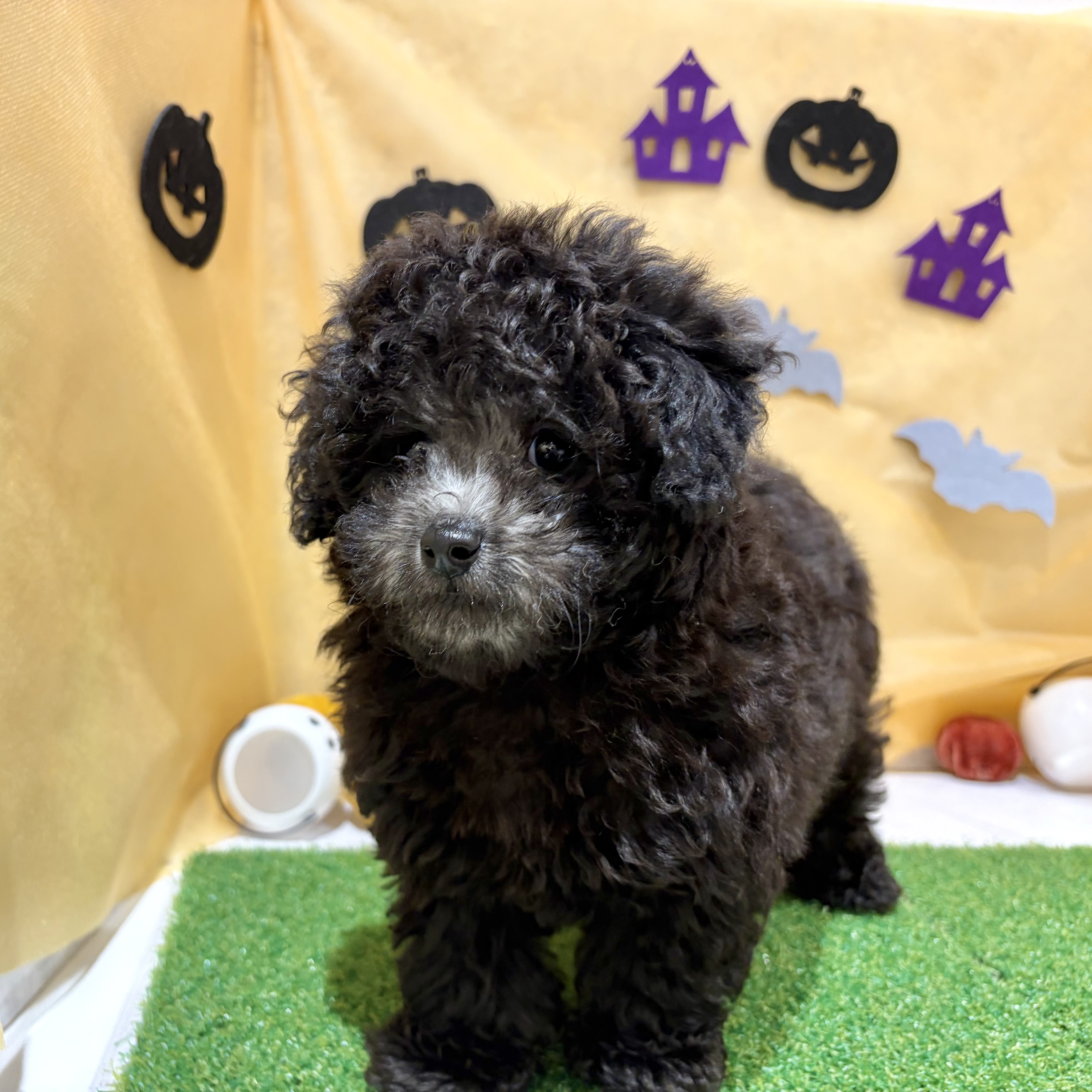 福岡県のトイプードル(トイ) (犬の家＆猫の里くりえいと宗像店/2026年7月18日生まれ/男の子/シルバー)の子犬の4枚目の画像