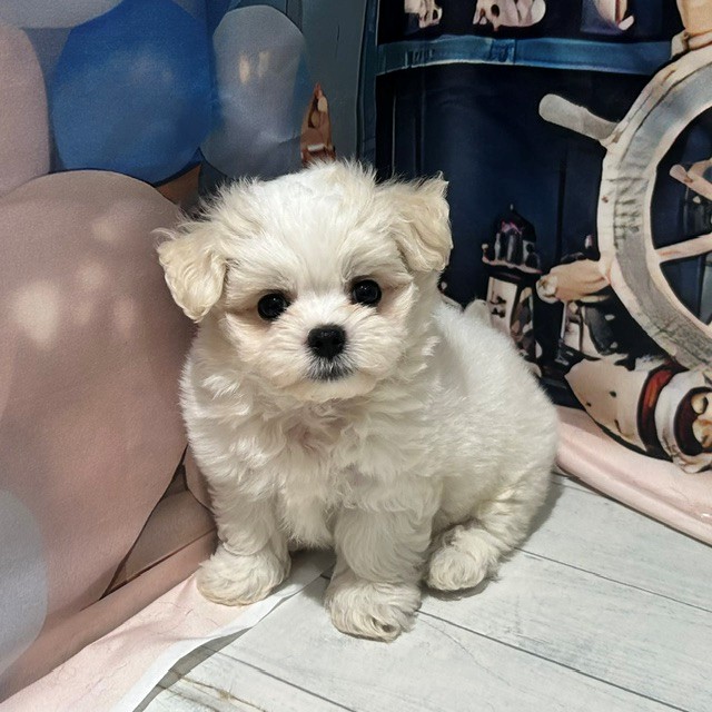 福岡県のハーフ犬・ミックス犬 (犬の家＆猫の里トリアス久山店/2026年7月18日生まれ/男の子/ホワイト)の子犬の4枚目の画像