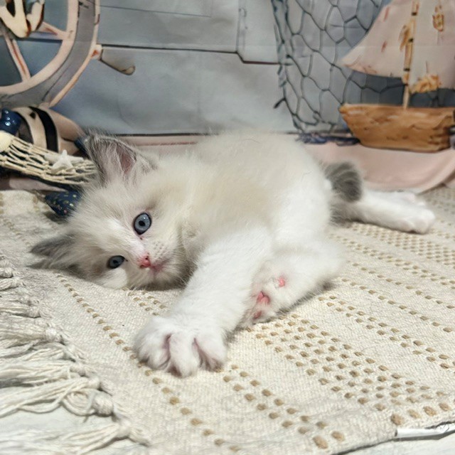 福岡県のラグドール (犬の家＆猫の里トリアス久山店/2026年7月19日生まれ/女の子/ブルーポイントバイカラー)の子猫の4枚目の画像