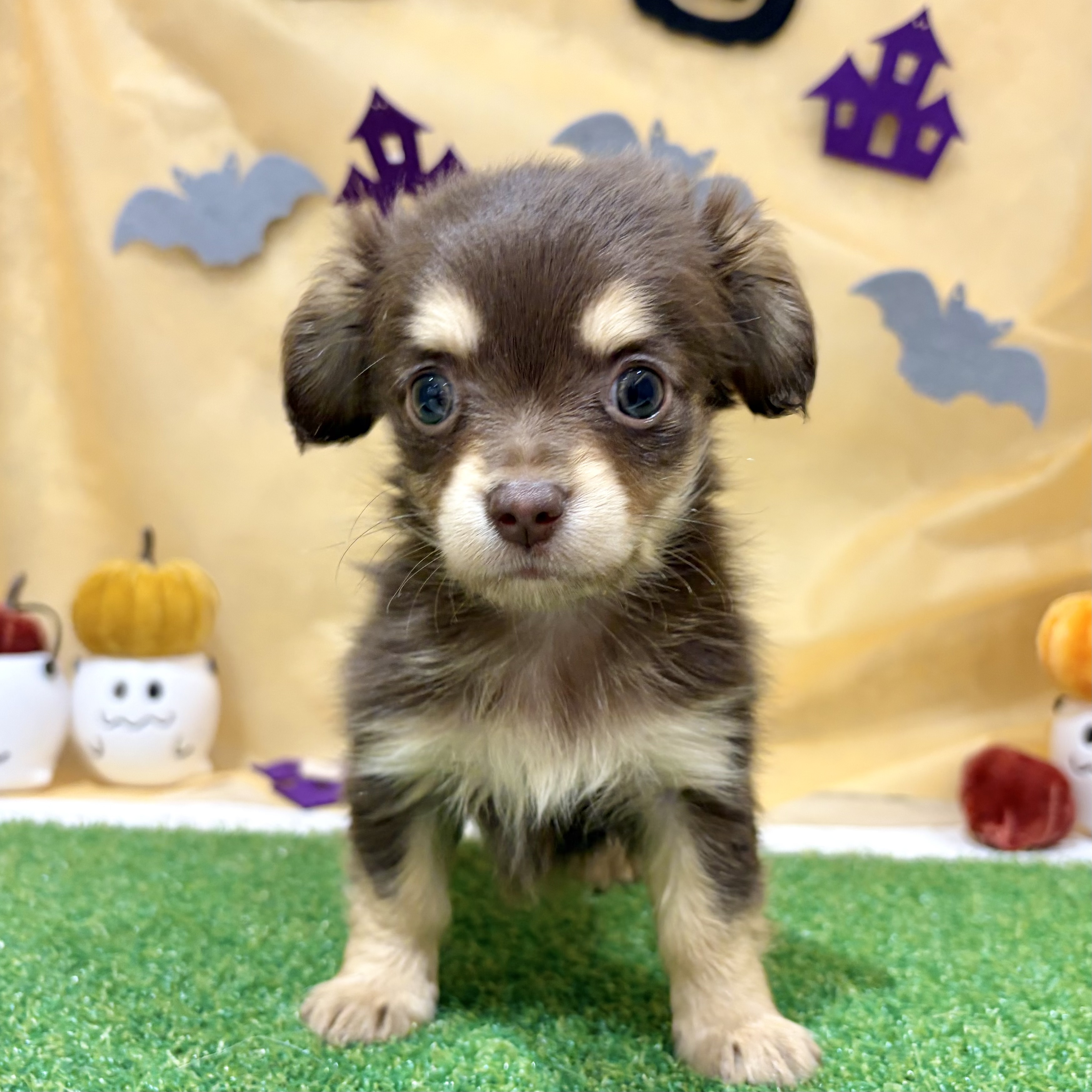 福岡県のチワックス(チワワ×ダックス) (犬の家＆猫の里くりえいと宗像店/2026年7月13日生まれ/女の子/チョコレートイエロー)の子犬の4枚目の画像