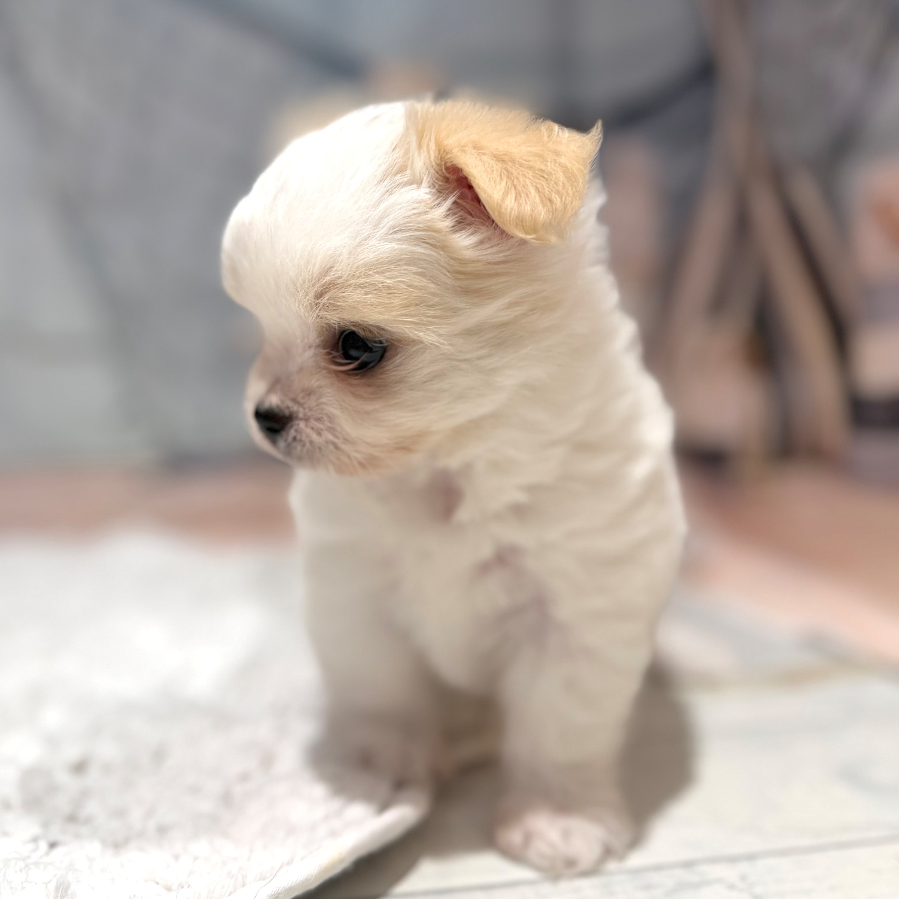 福岡県のチワマル/マルチワ(チワワ×マルチーズ) (犬の家＆猫の里トリアス久山店/2026年7月18日生まれ/女の子/ホワイトクリーム)の子犬の4枚目の画像