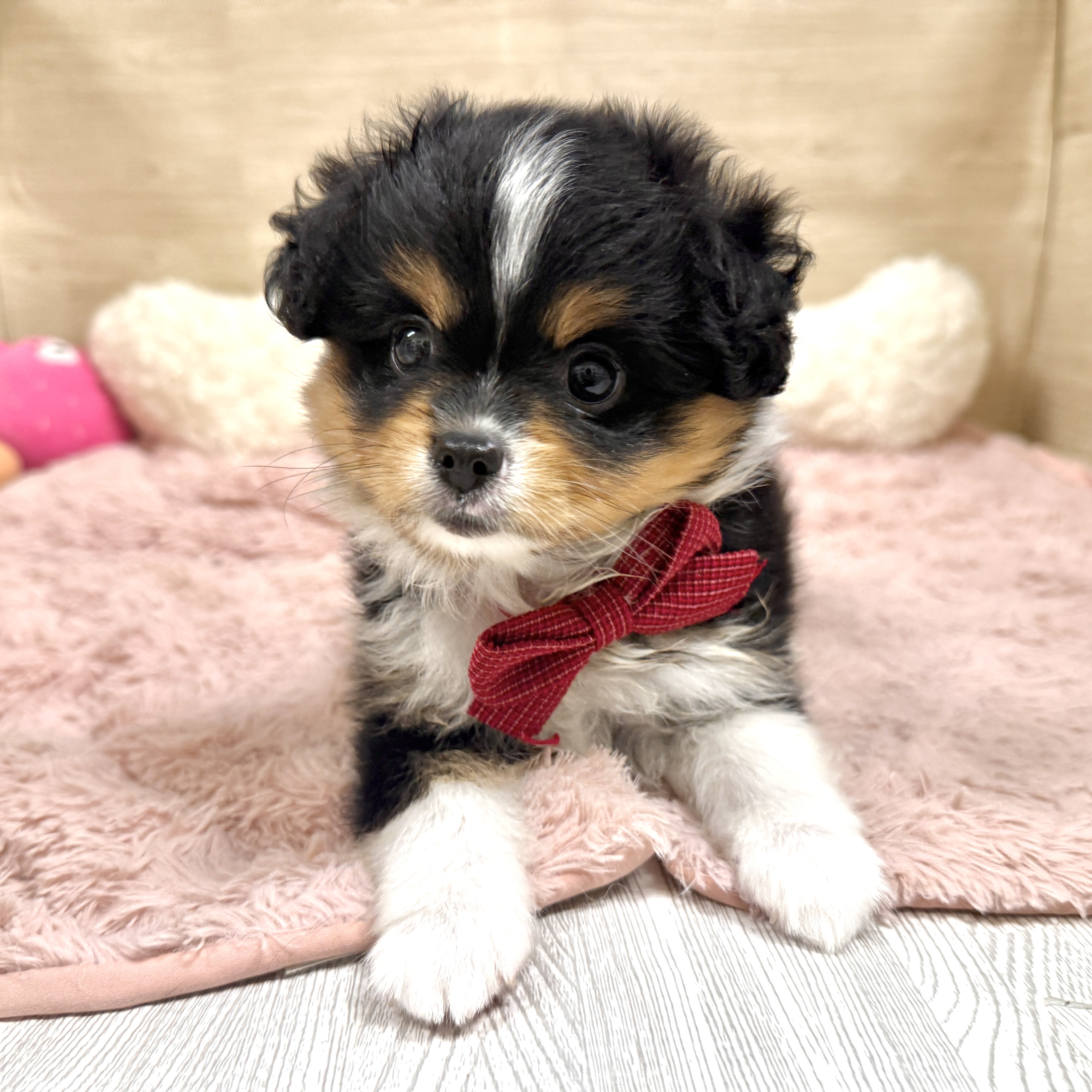大阪府のハーフ犬・ミックス犬 (犬の家＆猫の里そよら東岸和田店/2026年7月21日生まれ/女の子/ブラックタンホワイト)の子犬の4枚目の画像