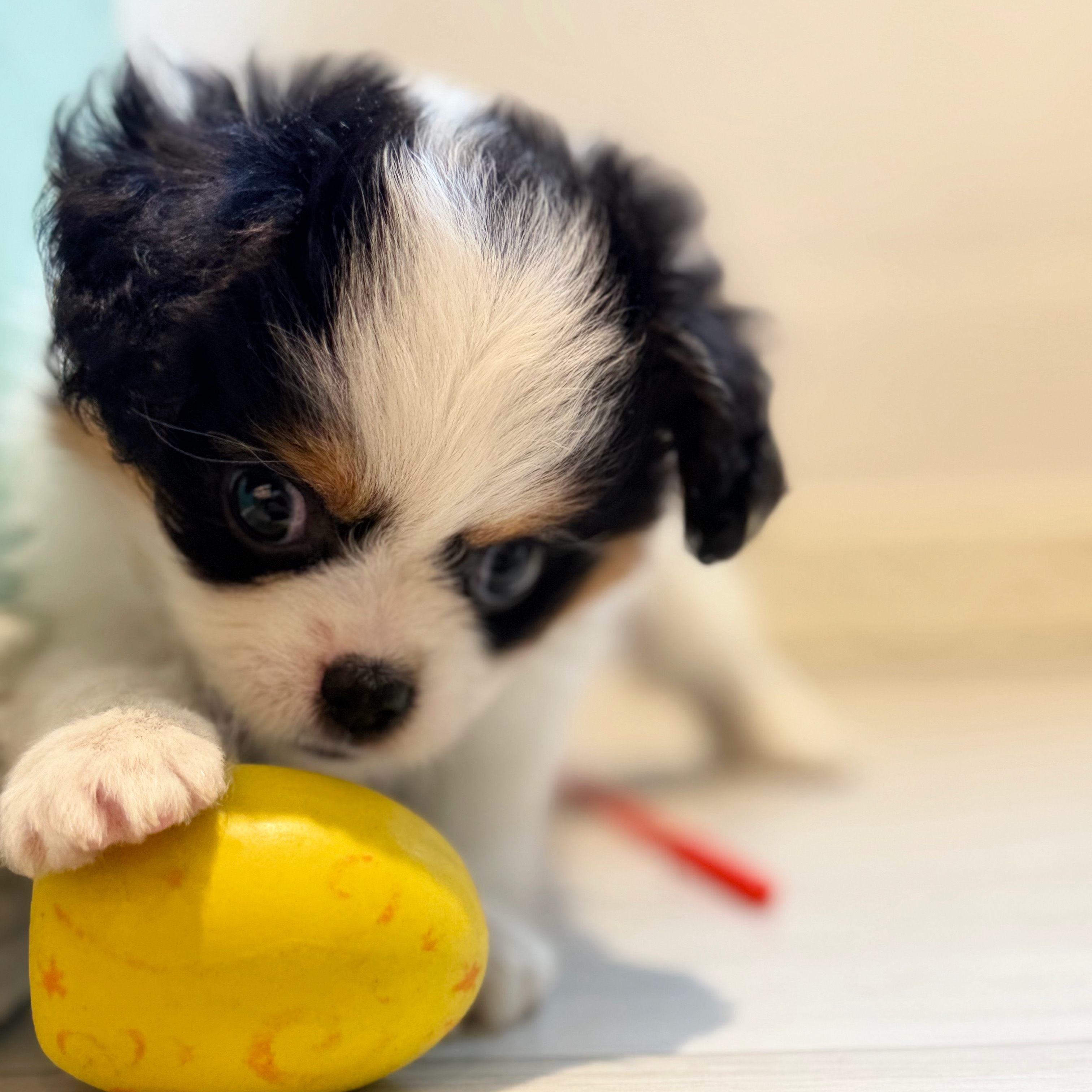 愛知県のハーフ犬・ミックス犬 (犬の家＆猫の里春日井本店/2026年7月21日生まれ/女の子/ブラックタンホワイト)の子犬の4枚目の画像