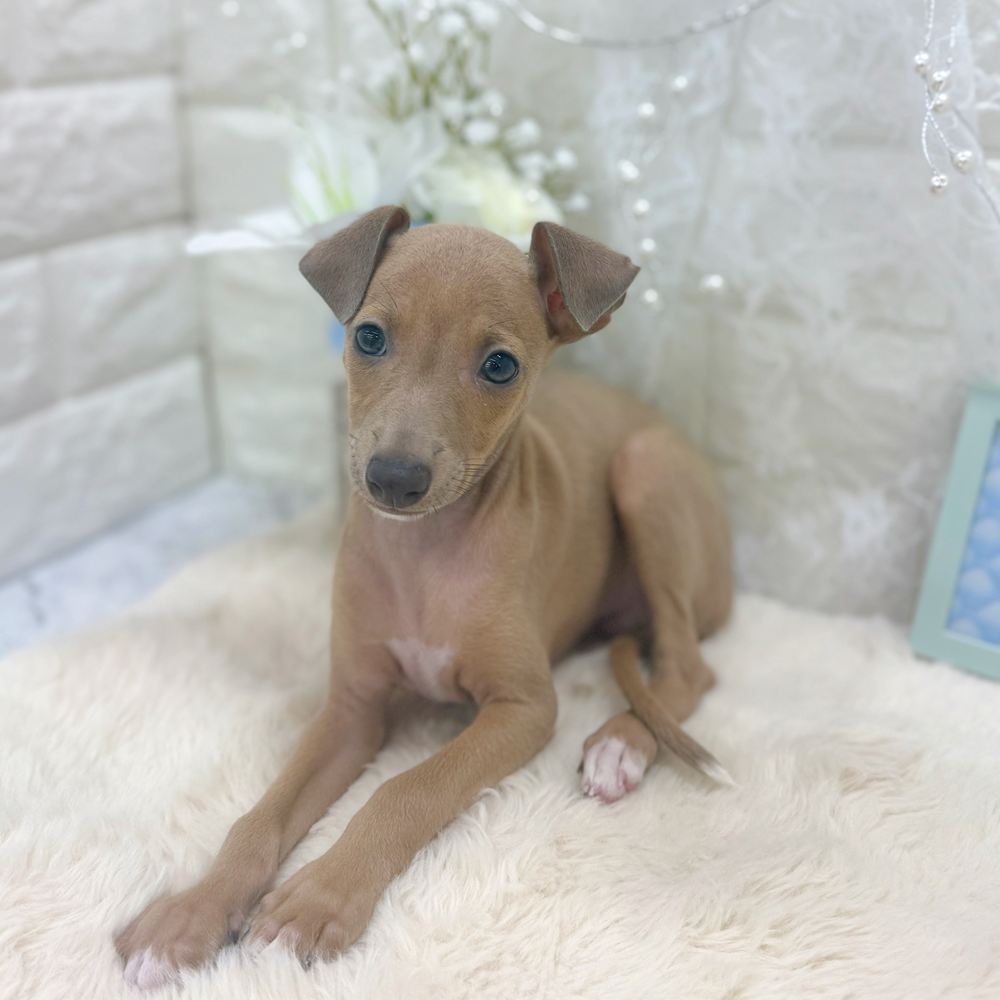 福井県のイタリアングレーハウンド (犬の家＆猫の里アミーゴ福井大和田店/2026年7月19日生まれ/男の子/フォーン、ホワイトマーキング)の子犬の4枚目の画像