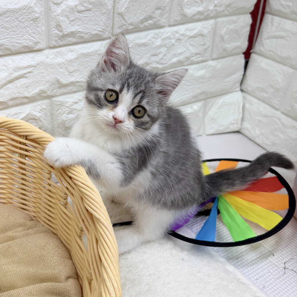 愛知県のスコティッシュフォールド (犬の家＆猫の里MEGAドン・キホーテ東海名和店/2026年7月11日生まれ/女の子/ブルータビーホワイト)の子猫の4枚目の画像