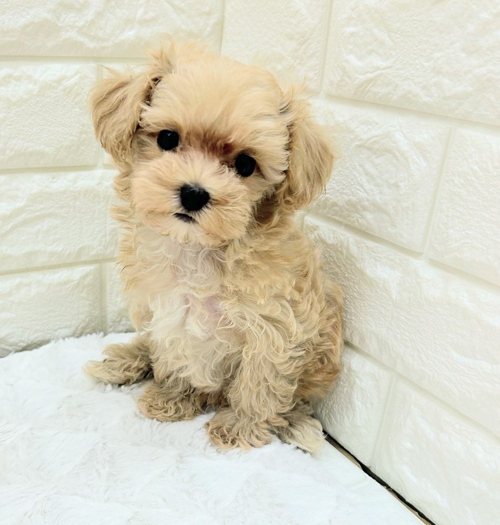 愛知県のマルプー(マルチーズ×プードル) (犬の家＆猫の里アミーゴ神の倉店/2026年7月18日生まれ/男の子/クリーム)の子犬の4枚目の画像