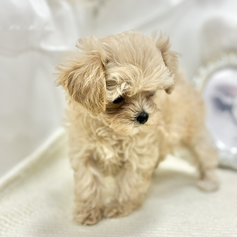 岐阜県のマルプー(マルチーズ×プードル) (犬の家＆猫の里カラフルタウン岐阜店/2026年7月18日生まれ/女の子/クリーム)の子犬の4枚目の画像