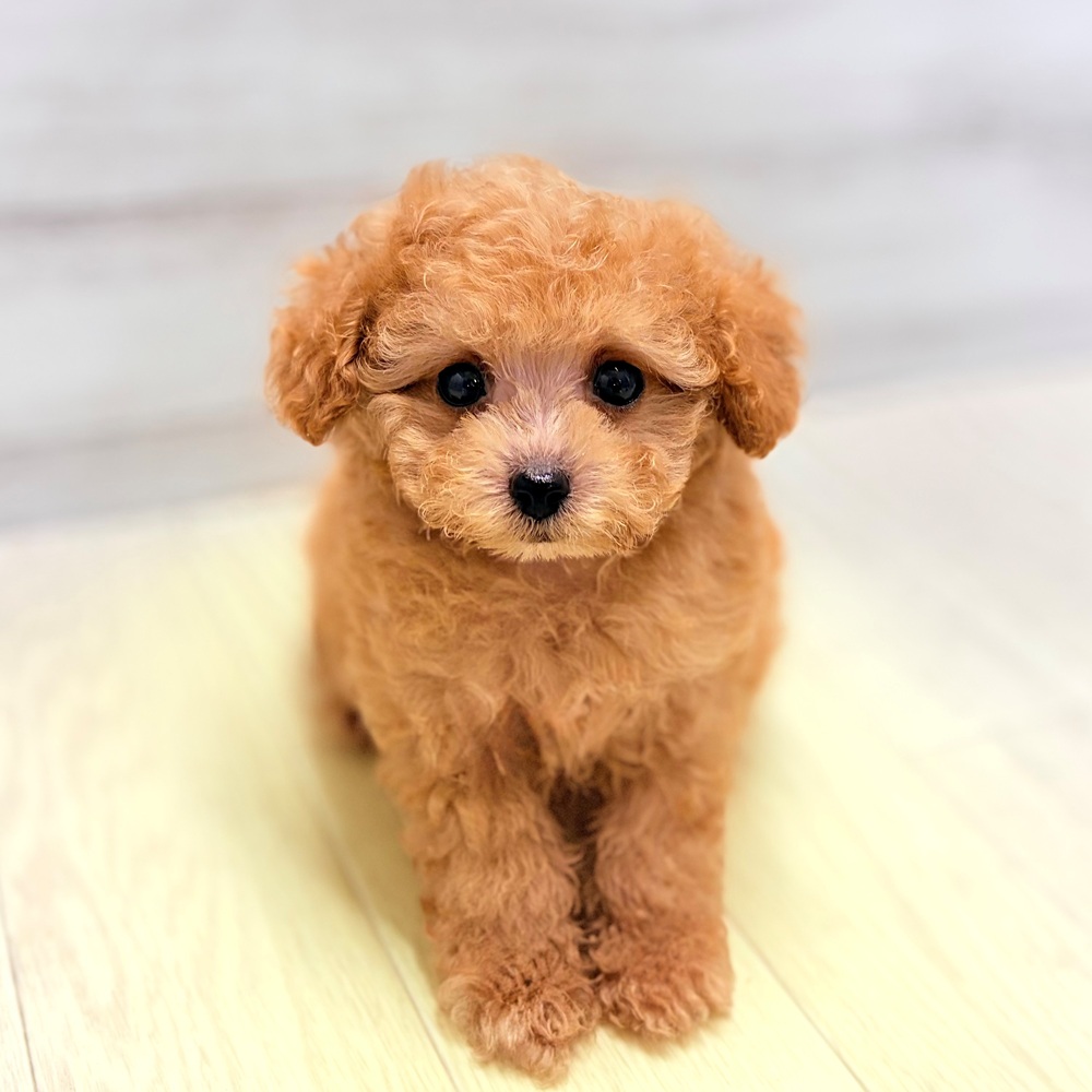 愛知県のトイプードル(ティーカップ) (犬の家＆猫の里春日井本店/2026年7月20日生まれ/男の子/オレンジフォーン)の子犬の4枚目の画像