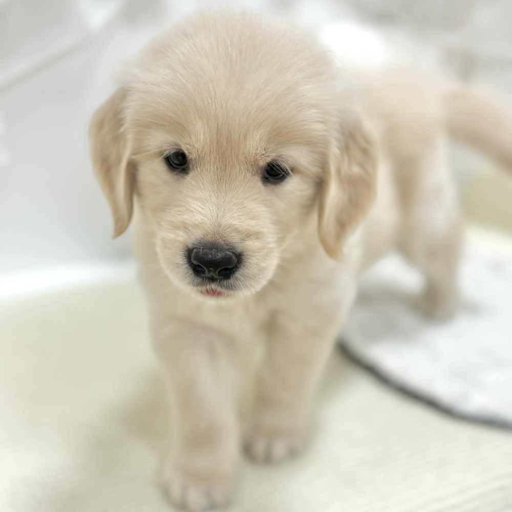 岐阜県のゴールデンレトリバー (犬の家＆猫の里カラフルタウン岐阜店/2026年7月21日生まれ/女の子/クリーム)の子犬の4枚目の画像