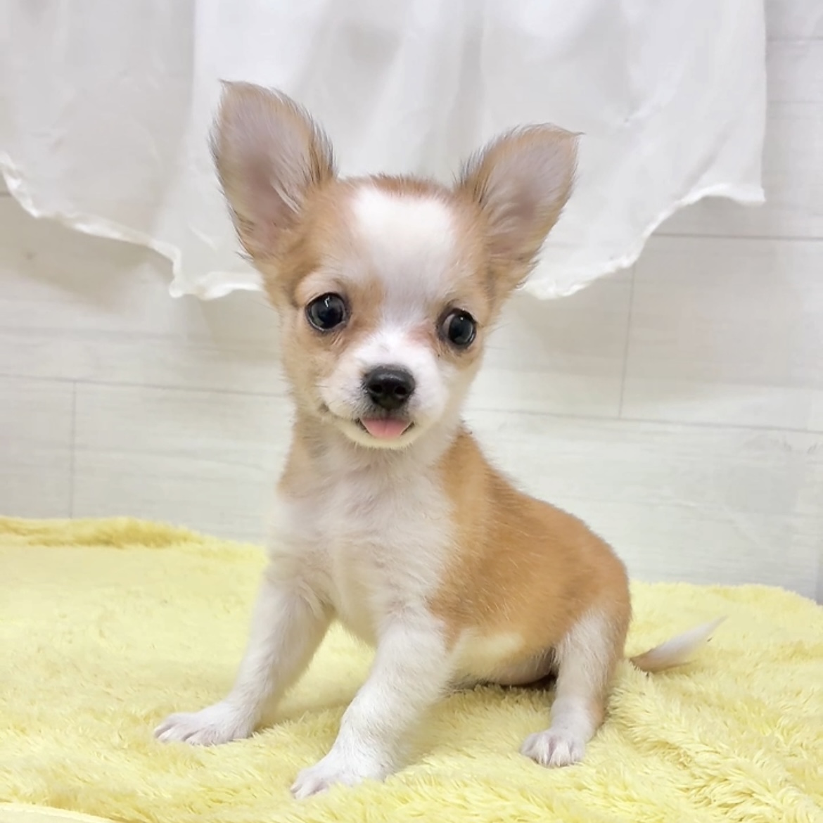 愛知県のチワワ(ロング) (犬の家＆猫の里碧南店/2026年7月19日生まれ/女の子/レッドホワイト)の子犬の4枚目の画像