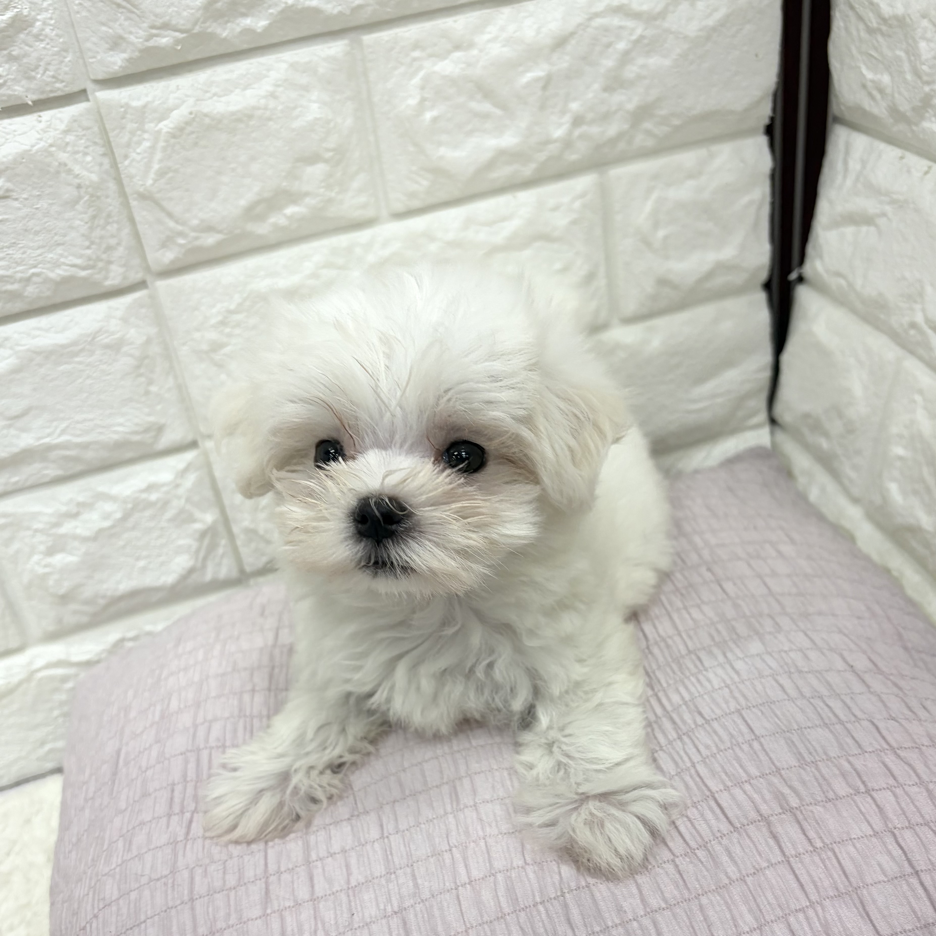 愛知県のマルチーズ (犬の家＆猫の里MEGAドン・キホーテ東海名和店/2026年7月18日生まれ/女の子/ホワイト)の子犬の4枚目の画像