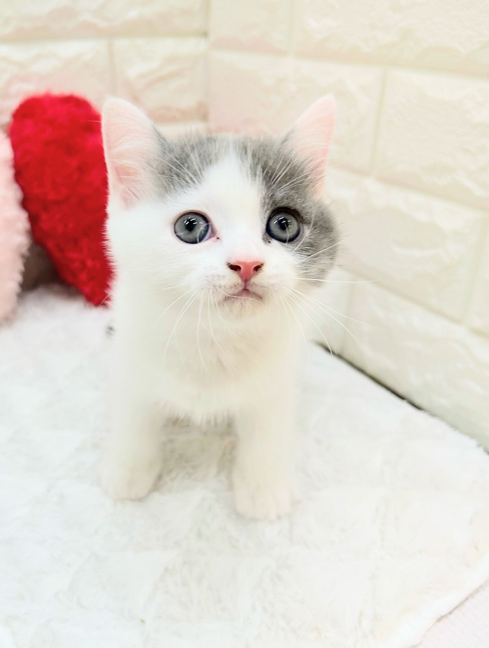 愛知県のブリティッシュショートヘアー (犬の家＆猫の里アミーゴ神の倉店/2026年7月20日生まれ/男の子/ブルーホワイト)の子猫の4枚目の画像