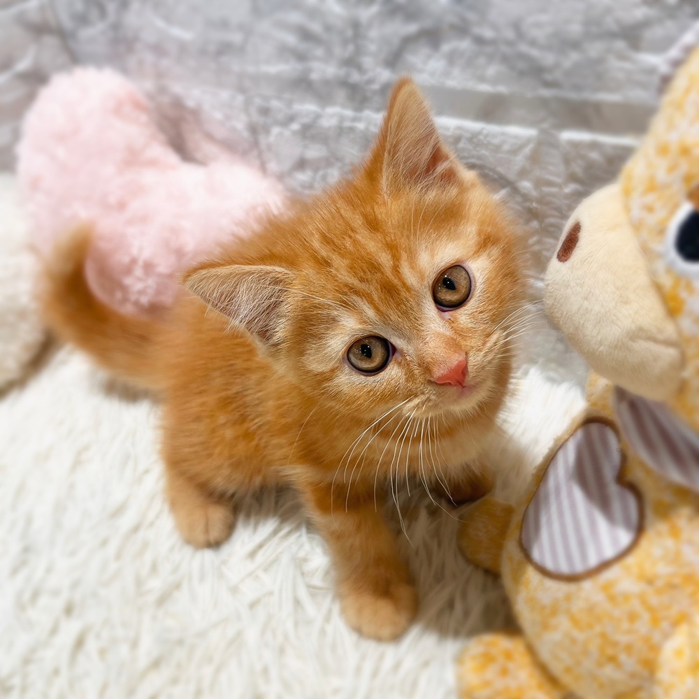 愛知県のマンチカン (犬の家＆猫の里MiO香久山店/2026年7月20日生まれ/男の子/レッドタビー)の子猫の4枚目の画像