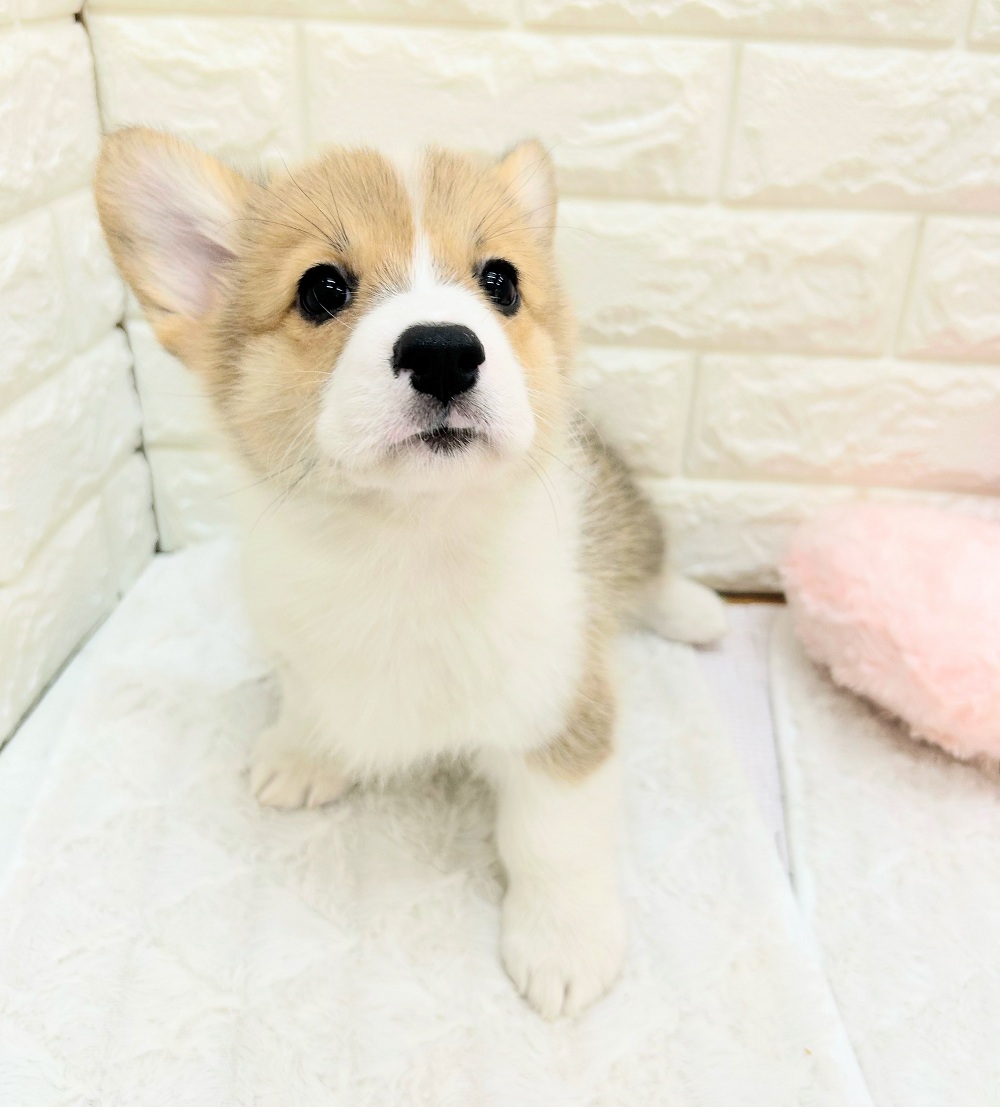愛知県のウェルシュコーギーペンブローク (犬の家＆猫の里アミーゴ神の倉店/2026年7月22日生まれ/女の子/セーブルホワイト)の子犬の4枚目の画像