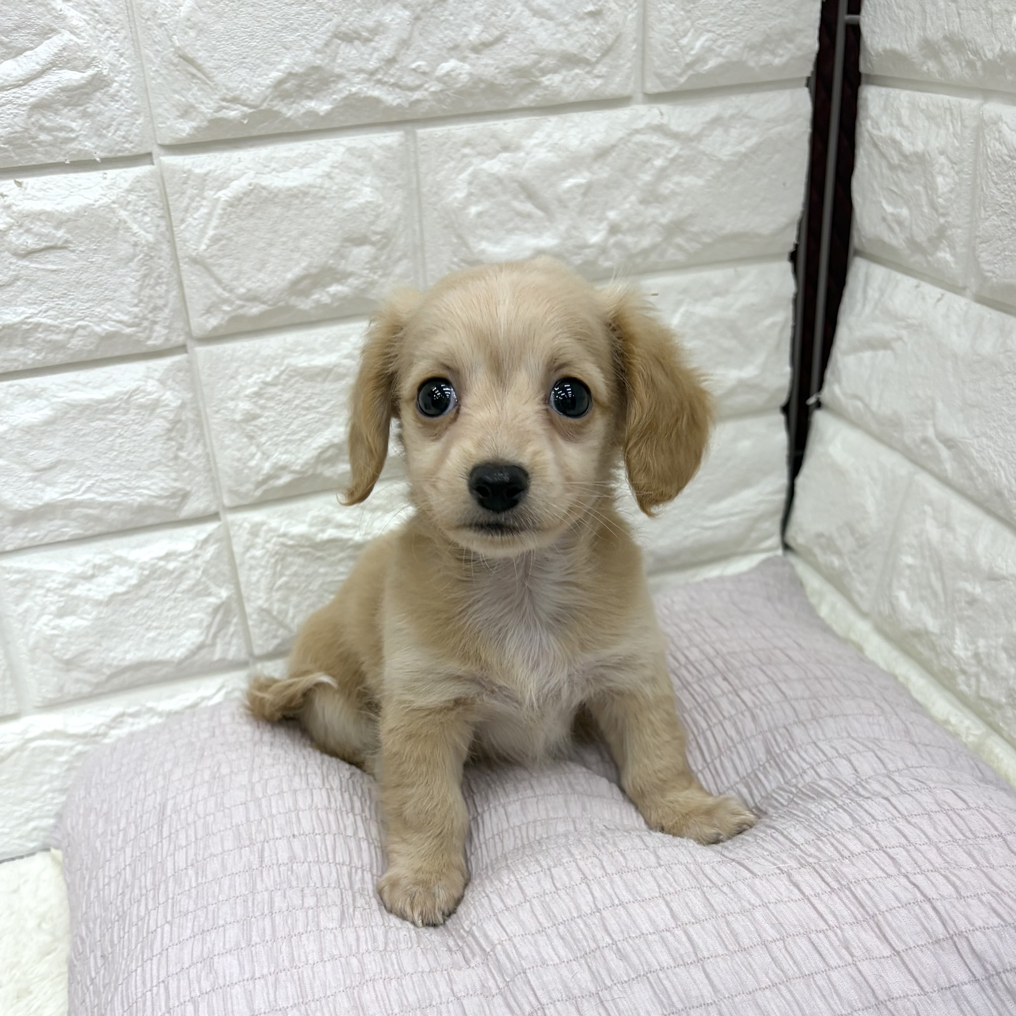 愛知県のチワックス(チワワ×ダックス) (犬の家＆猫の里MEGAドン・キホーテ東海名和店/2026年7月20日生まれ/男の子/クリーム)の子犬の4枚目の画像