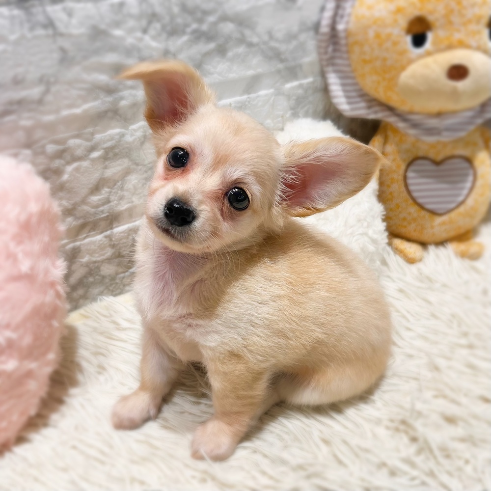 愛知県のチワックス(チワワ×ダックス) (犬の家＆猫の里MiO香久山店/2026年7月20日生まれ/女の子/クリーム)の子犬の4枚目の画像