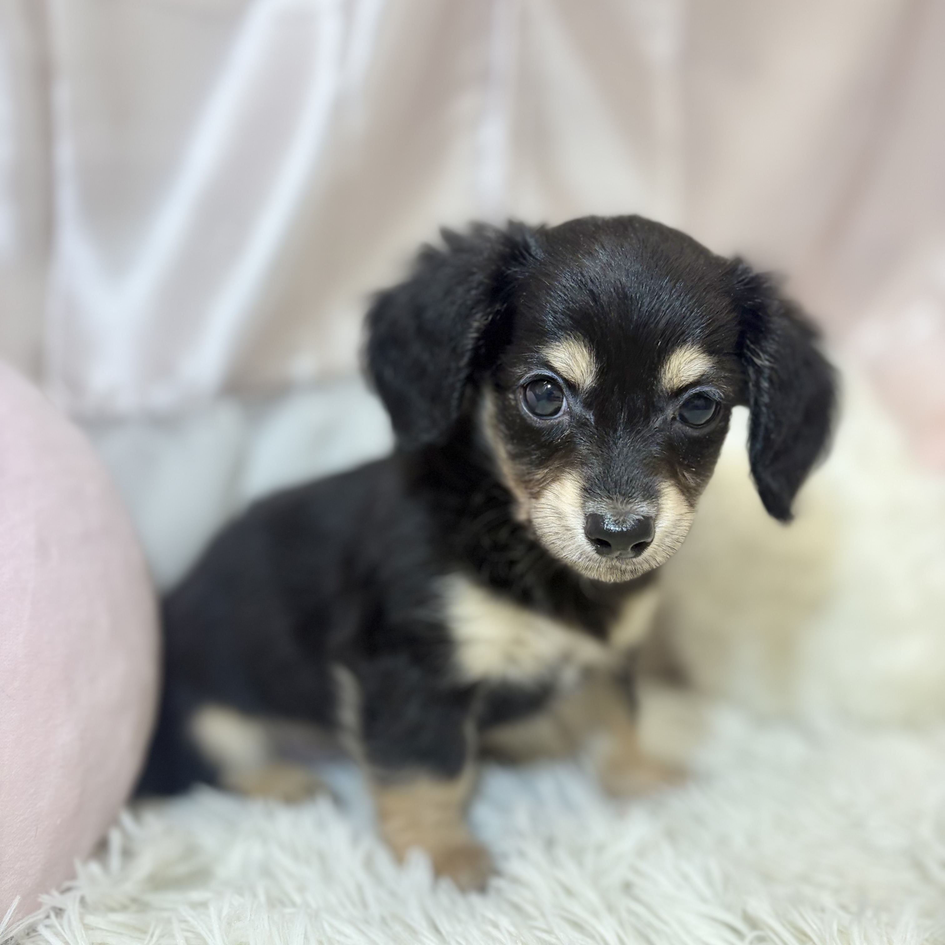 兵庫県のチワックス(チワワ×ダックス) (犬の家＆猫の里カナート西神戸店/2026年7月20日生まれ/男の子/ブラックタン)の子犬の4枚目の画像