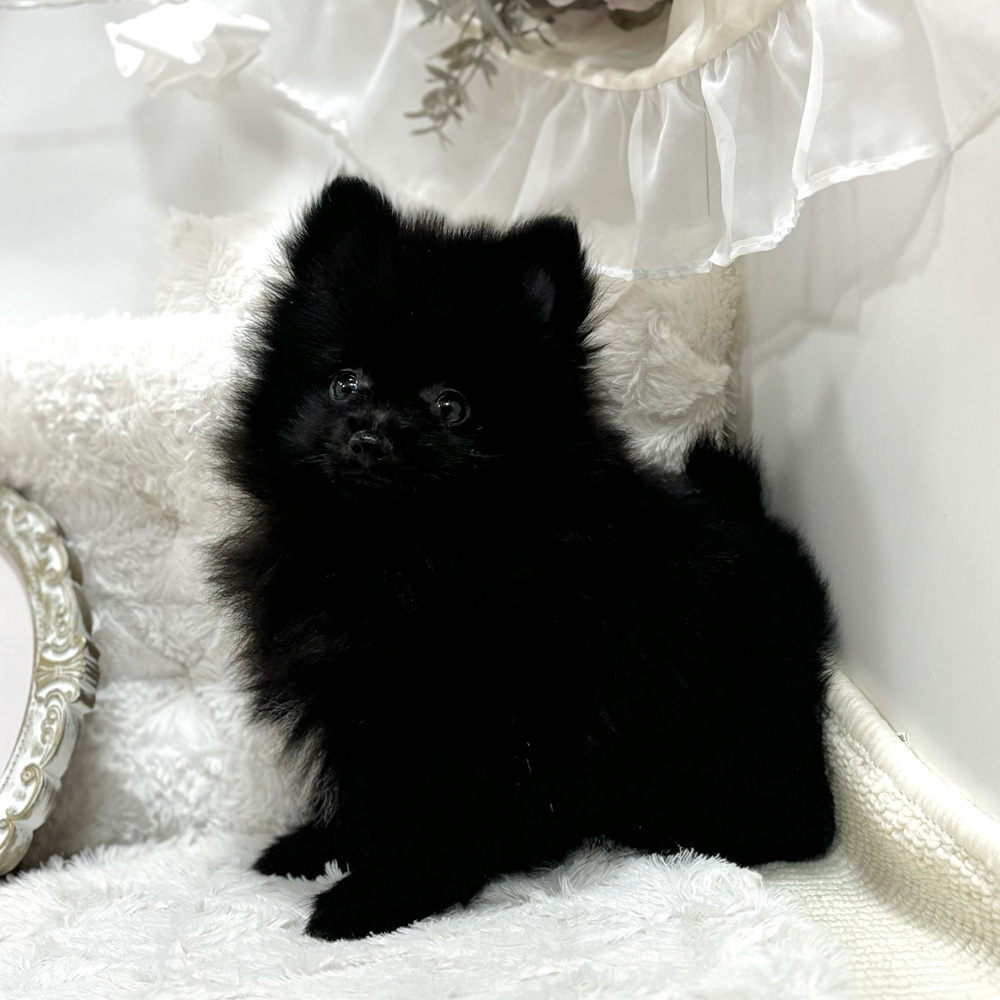 岐阜県のポメラニアン (犬の家＆猫の里カラフルタウン岐阜店/2026年7月21日生まれ/男の子/ブラック)の子犬の4枚目の画像