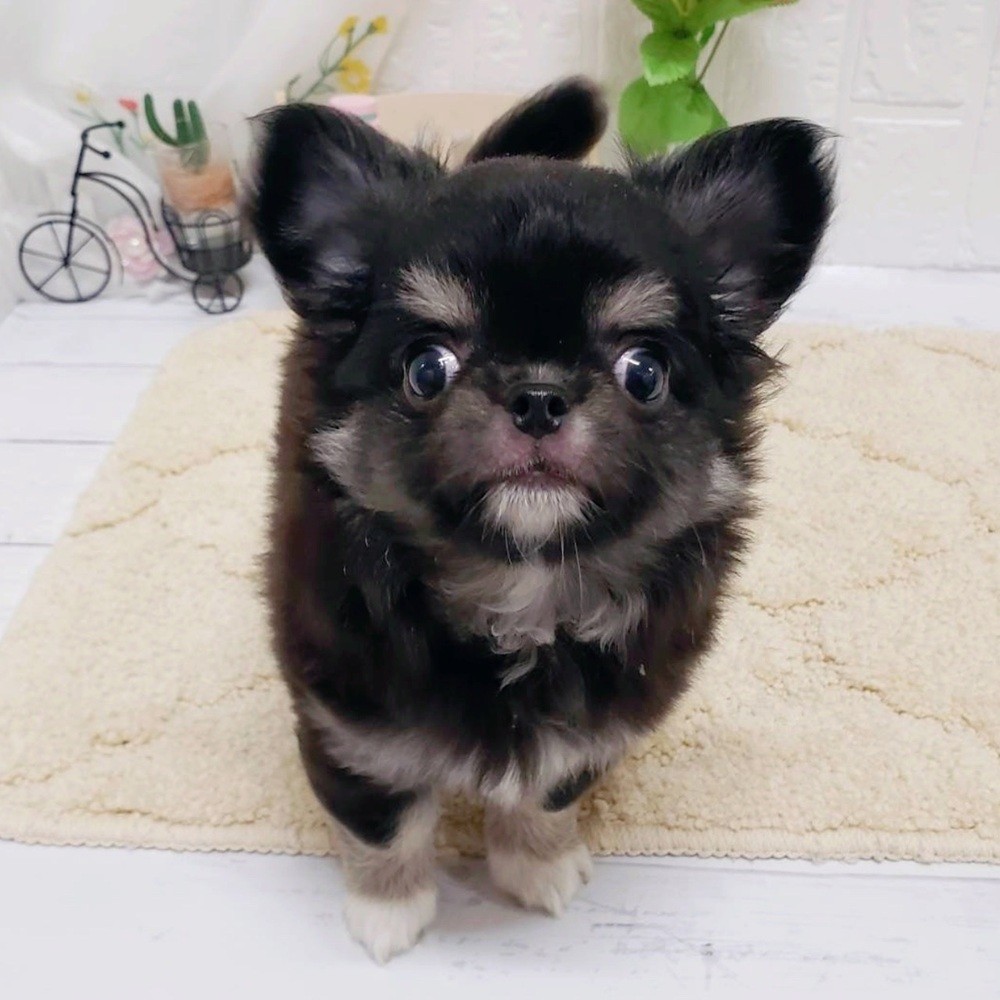 岡山県のチワワ(ロング) (犬の家＆猫の里岡山店/2026年7月20日生まれ/男の子/ブラッククリームホワイト)の子犬の4枚目の画像