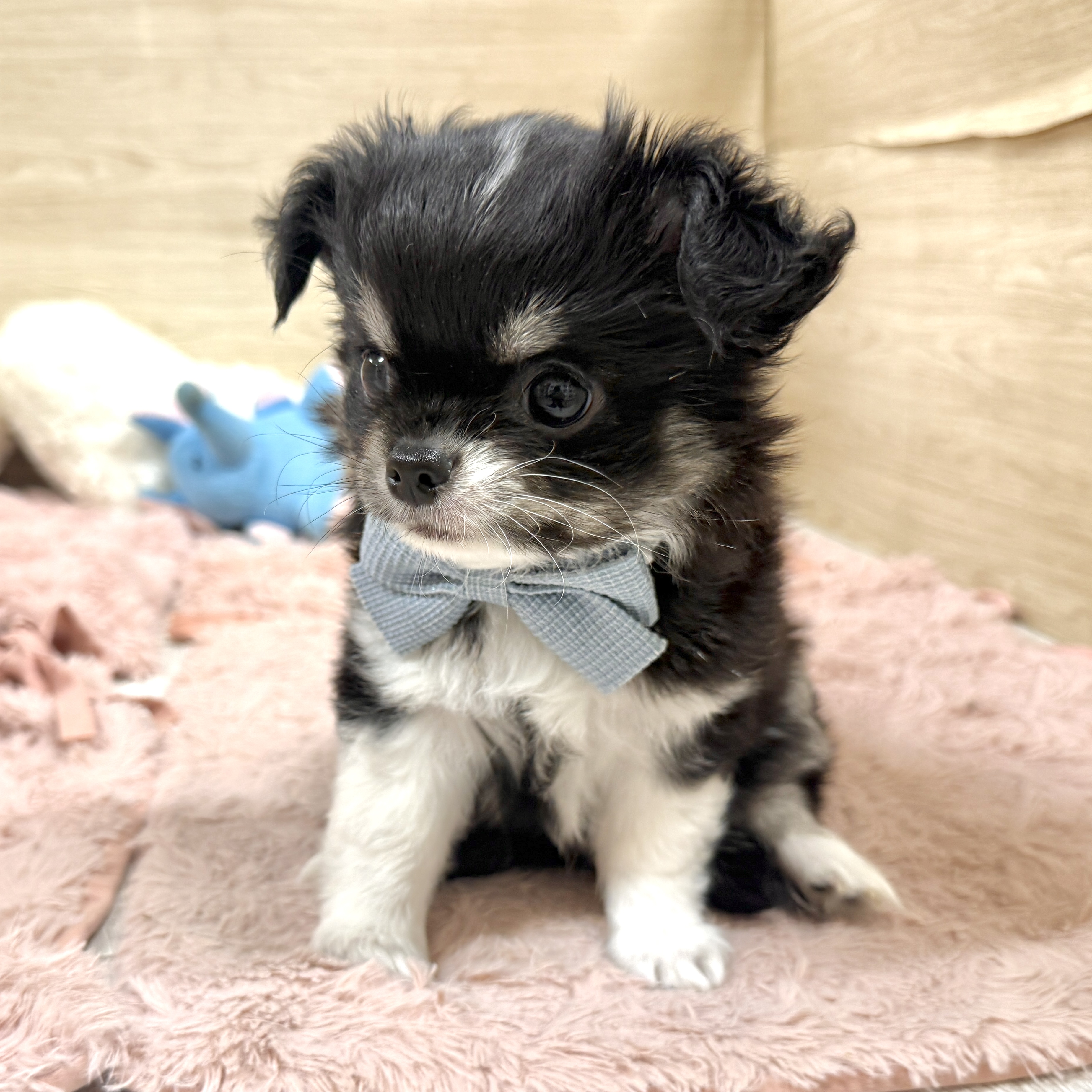 大阪府のチワワ(ロング) (犬の家＆猫の里そよら東岸和田店/2026年7月20日生まれ/男の子/ブラッククリームホワイト)の子犬の4枚目の画像
