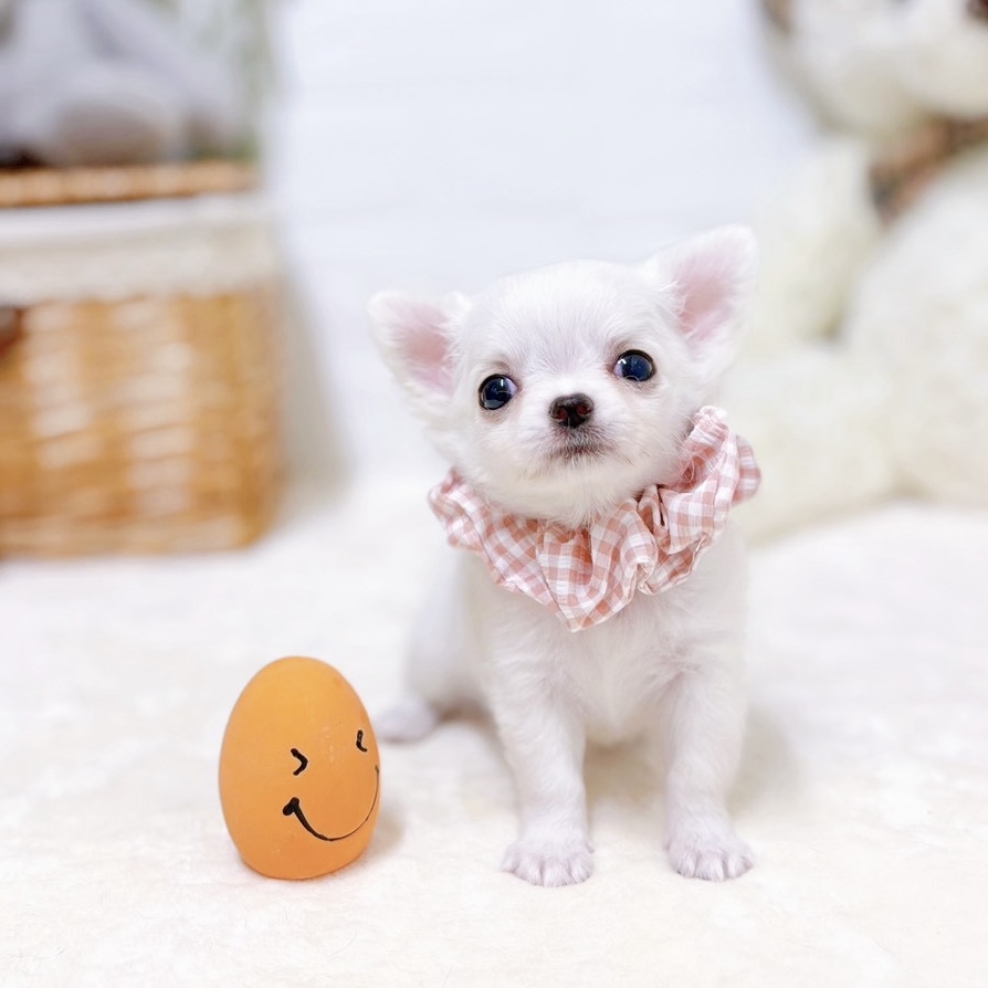 滋賀県のチワワ(ロング) (犬の家＆猫の里近江八幡店/2026年7月22日生まれ/女の子/ホワイトクリーム)の子犬の4枚目の画像