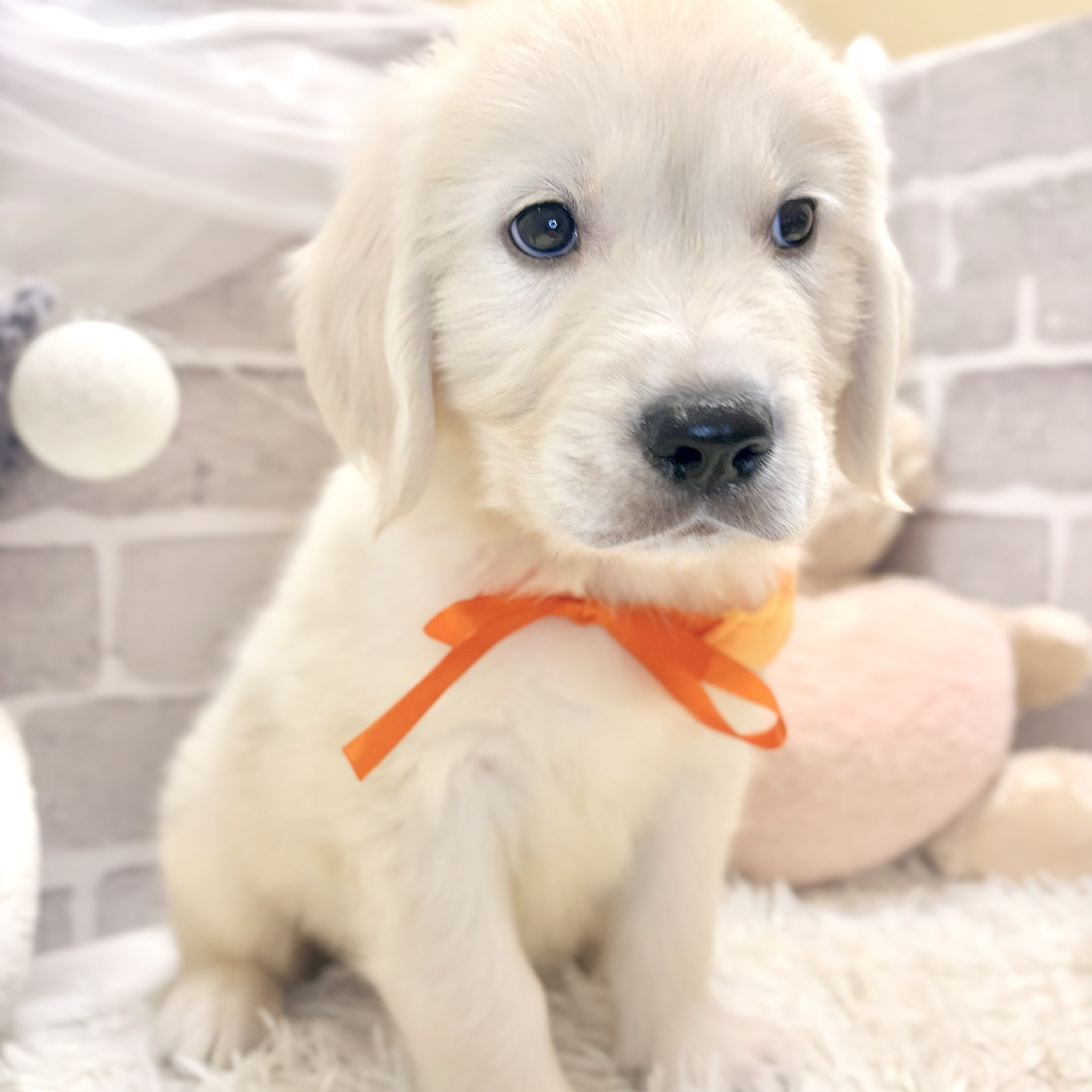 兵庫県のゴールデンレトリバー (犬の家＆猫の里神戸店/2026年7月22日生まれ/男の子/クリーム)の子犬の4枚目の画像