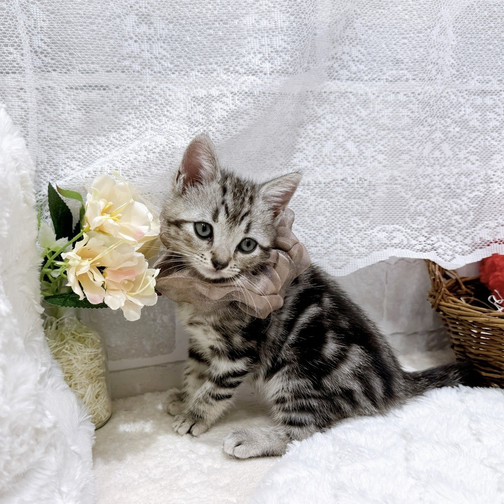 滋賀県のアメリカンショートヘアー (犬の家＆猫の里長浜店/2026年7月23日生まれ/男の子/シルバータビー)の子猫の4枚目の画像