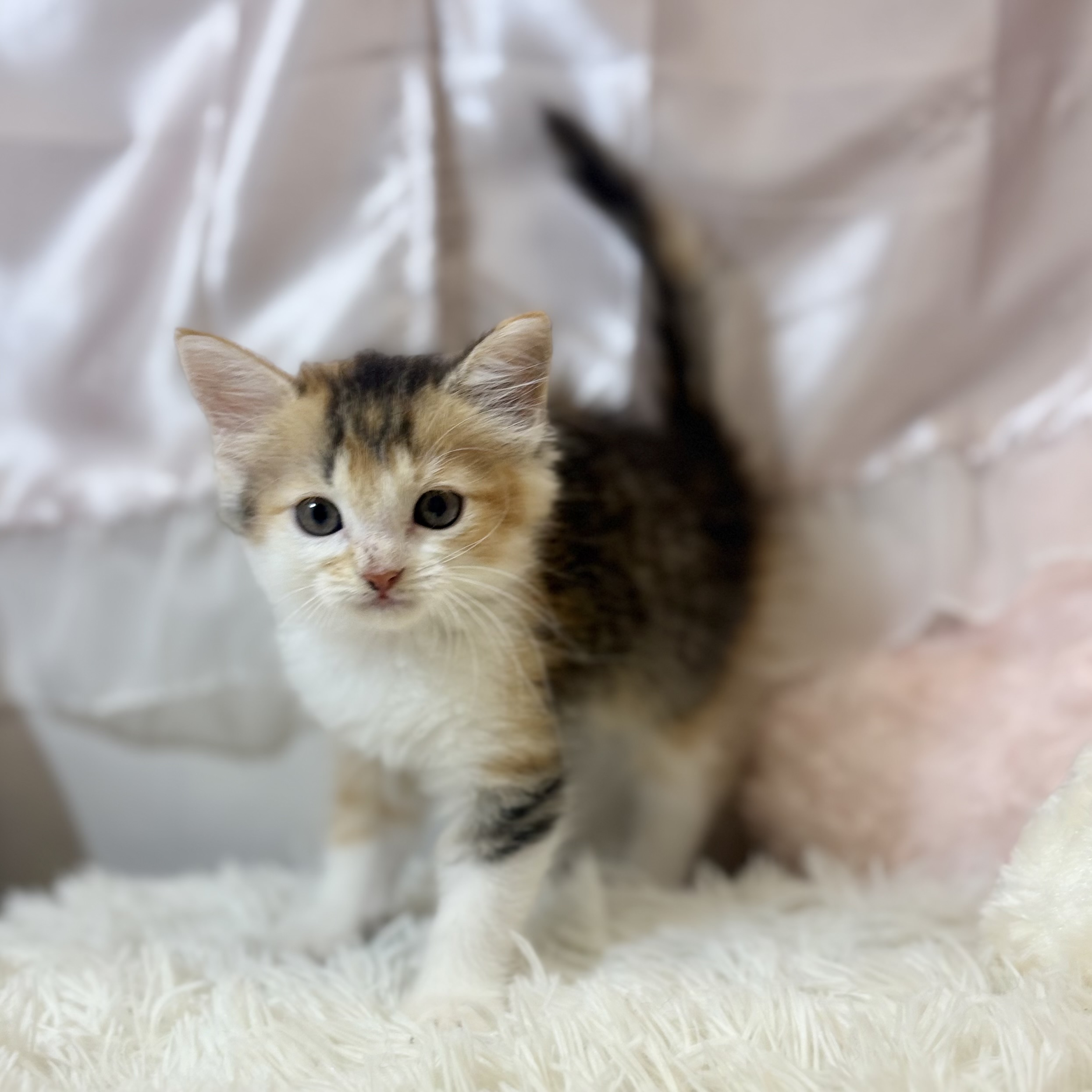 兵庫県のサイベリアン (犬の家＆猫の里カナート西神戸店/2026年7月17日生まれ/女の子/ブラウンパッチドタビーホワイト)の子猫の4枚目の画像