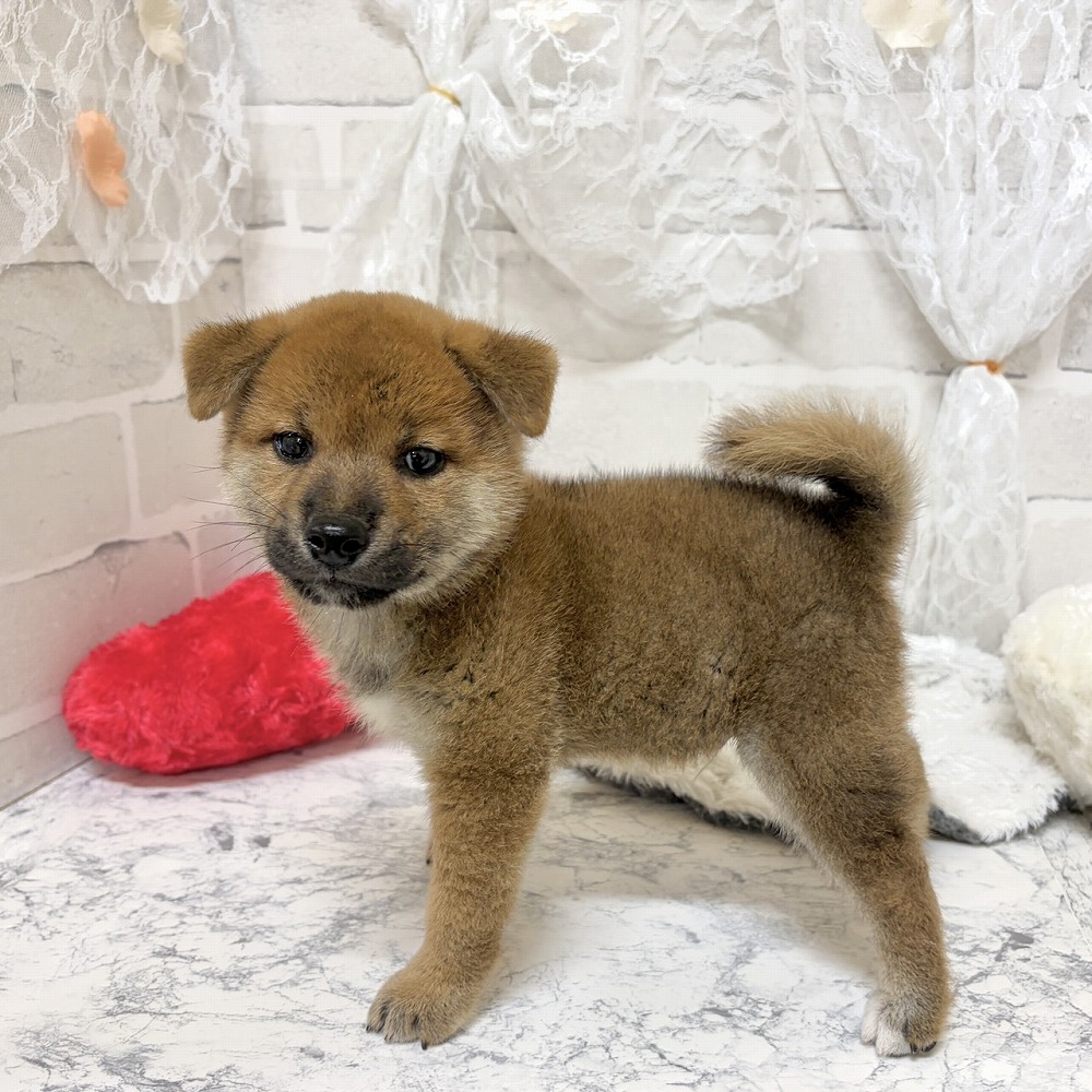 京都府の柴犬(標準サイズ) (犬の家＆猫の里京都精華店/2026年7月23日生まれ/男の子/赤)の子犬の4枚目の画像