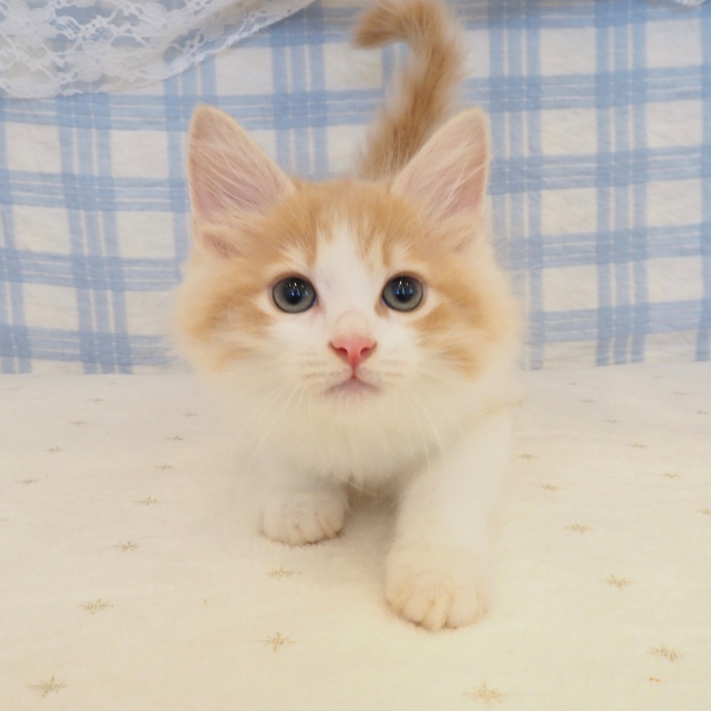 大阪府のサイベリアン (犬の家＆猫の里もりのみやキューズモールBASE店/2026年7月22日生まれ/男の子/クリームタビーホワイト)の子猫の4枚目の画像