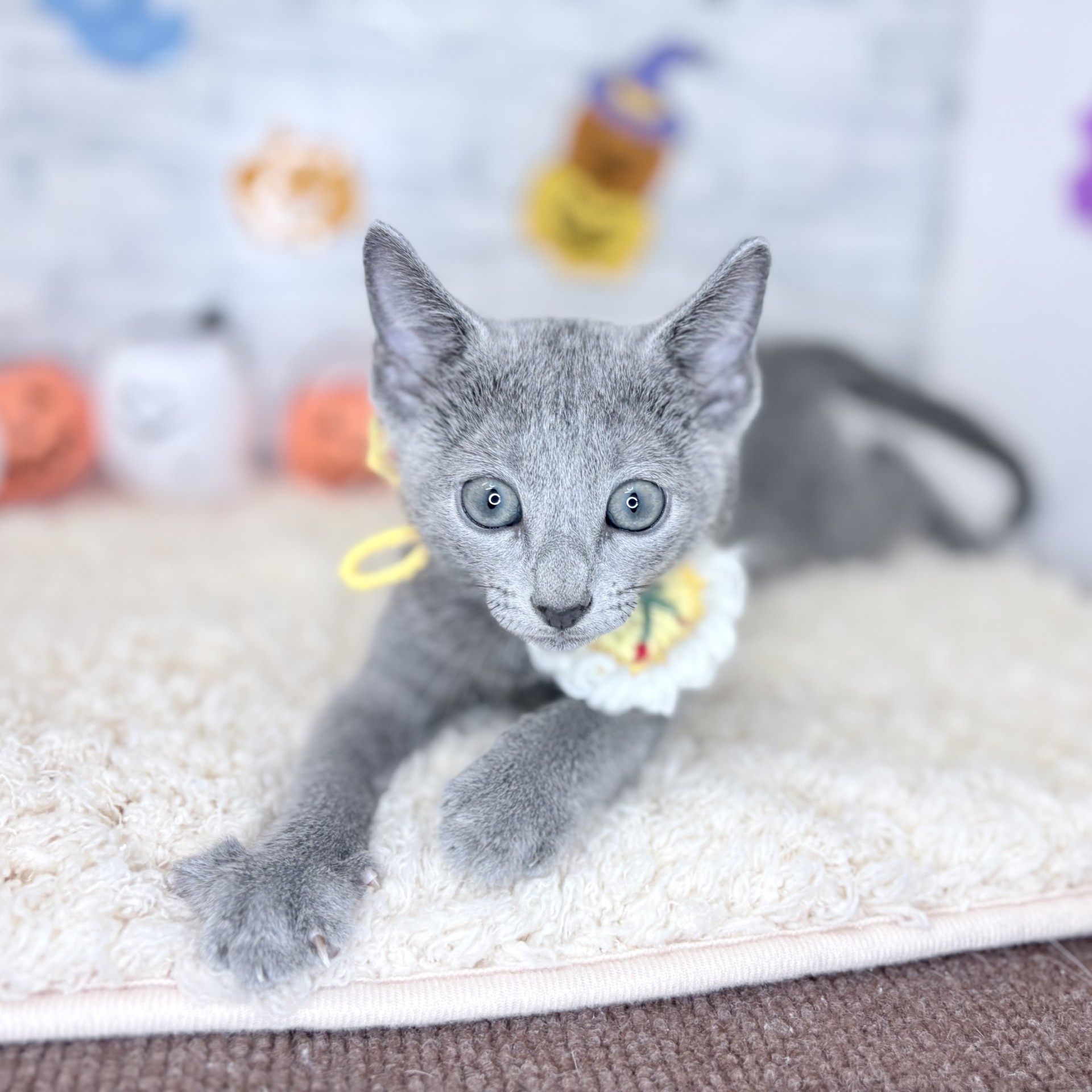 長野県のロシアンブルー (犬の家＆猫の里長野店/2026年7月22日生まれ/男の子/ブルー)の子猫の4枚目の画像