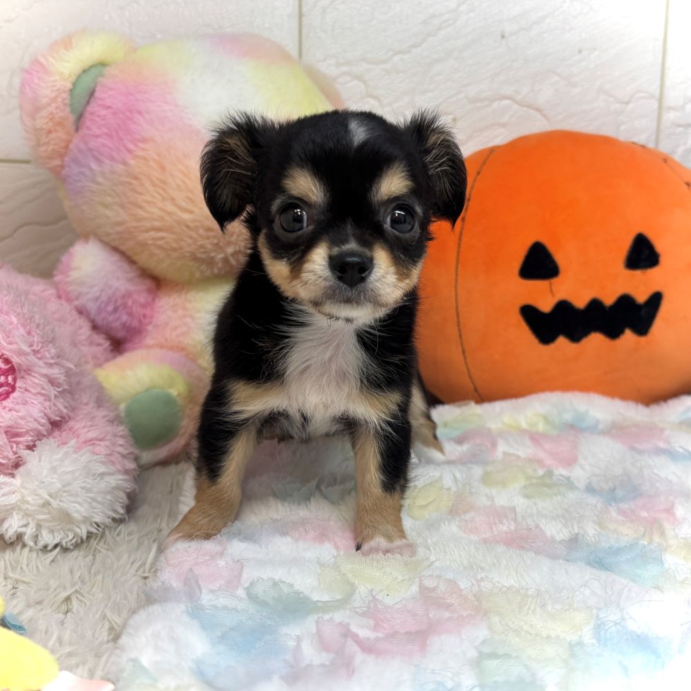 兵庫県のチワワ(ロング) (犬の家＆猫の里ゆめタウン姫路店/2026年7月24日生まれ/男の子/ブラッククリーム)の子犬の1枚目の画像