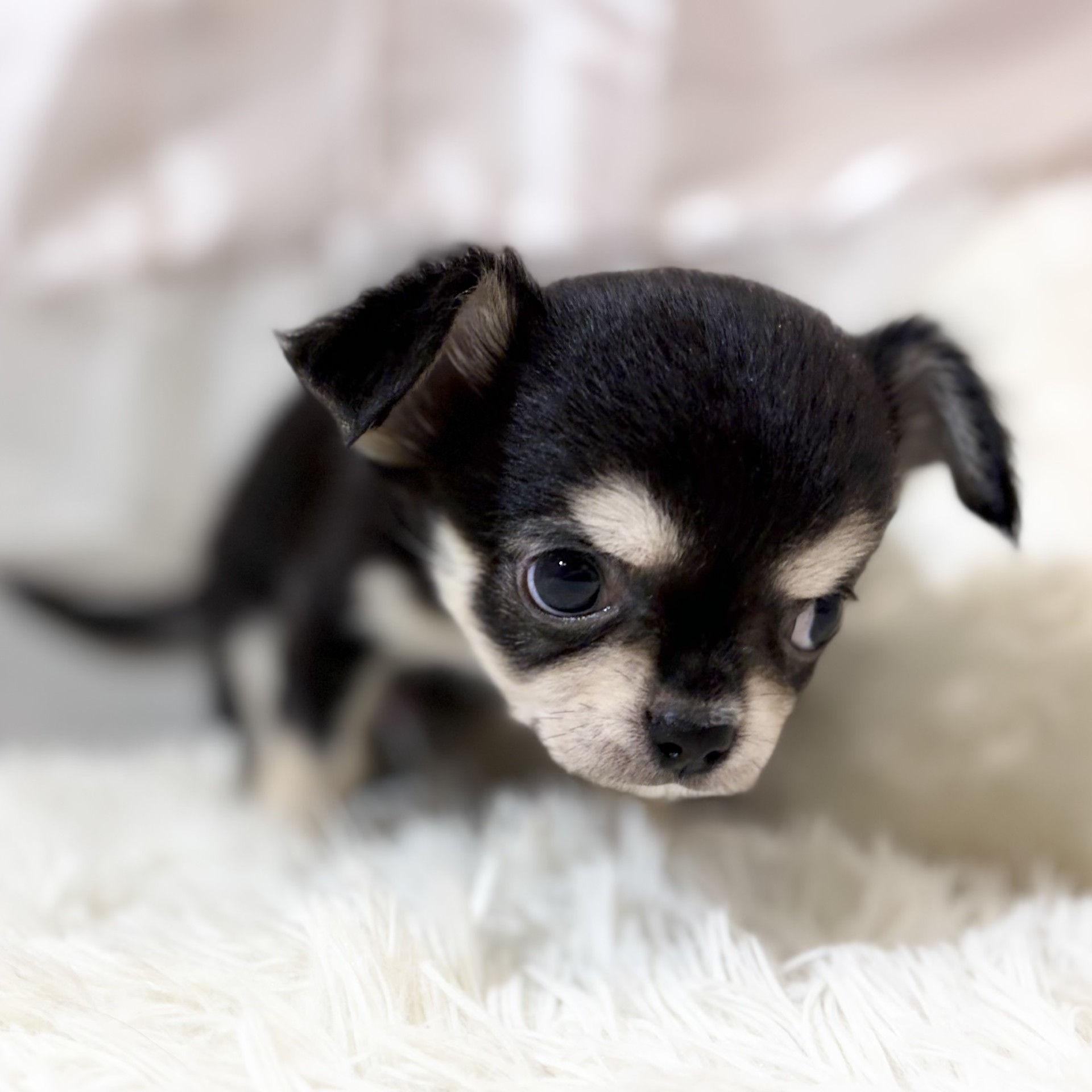 兵庫県のチワワ(ロング) (犬の家＆猫の里カナート西神戸店/2026年7月24日生まれ/男の子/ブラックタンホワイト)の子犬の4枚目の画像