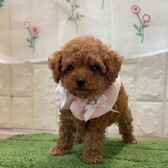 岡山県のトイプードル(タイニー) (犬の家＆猫の里倉敷店/2026年7月25日生まれ/女の子/レッドフォーン)の子犬の4枚目の画像